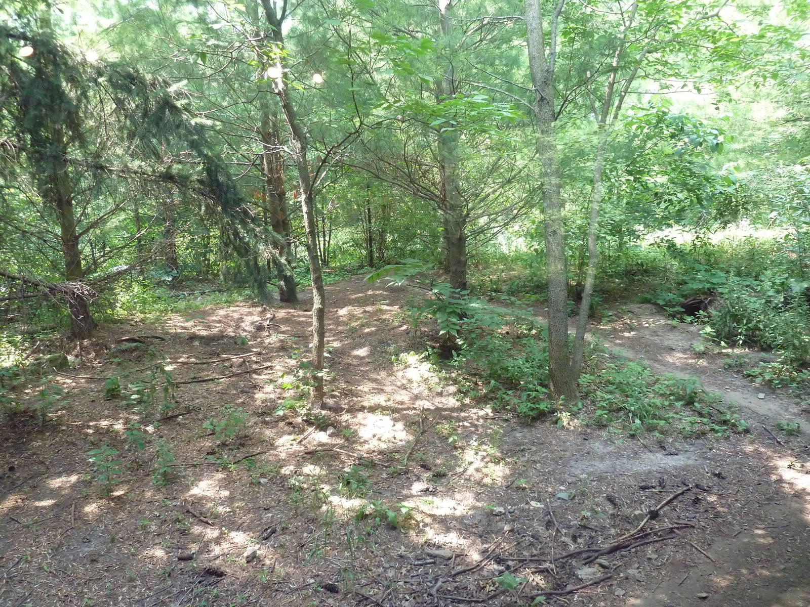 Minnesota Trail - Grey Wolf Exhibit