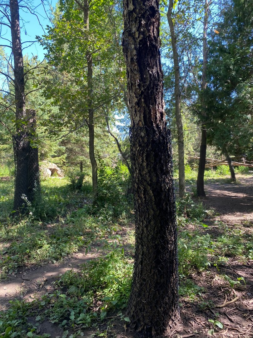 Minnesota trail- grey wolf exhibit