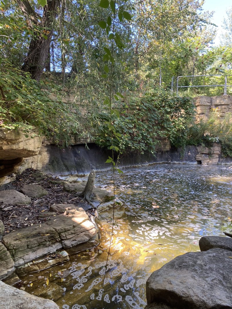 Minnesota trail- massive American beaver exhibit