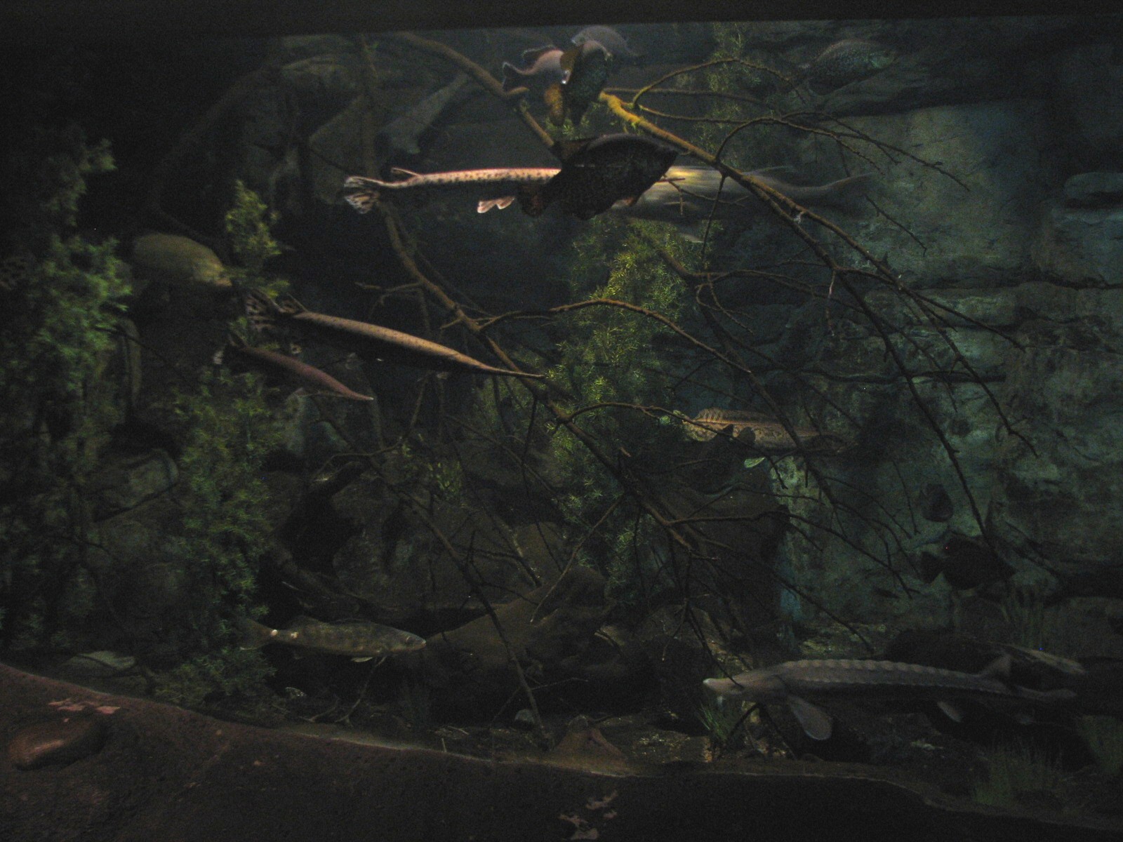Minnesota Trail - Minnesota Fish Exhibit