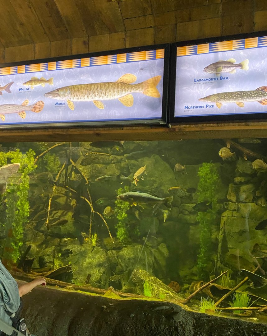 Minnesota trail- Minnesotan fish tank