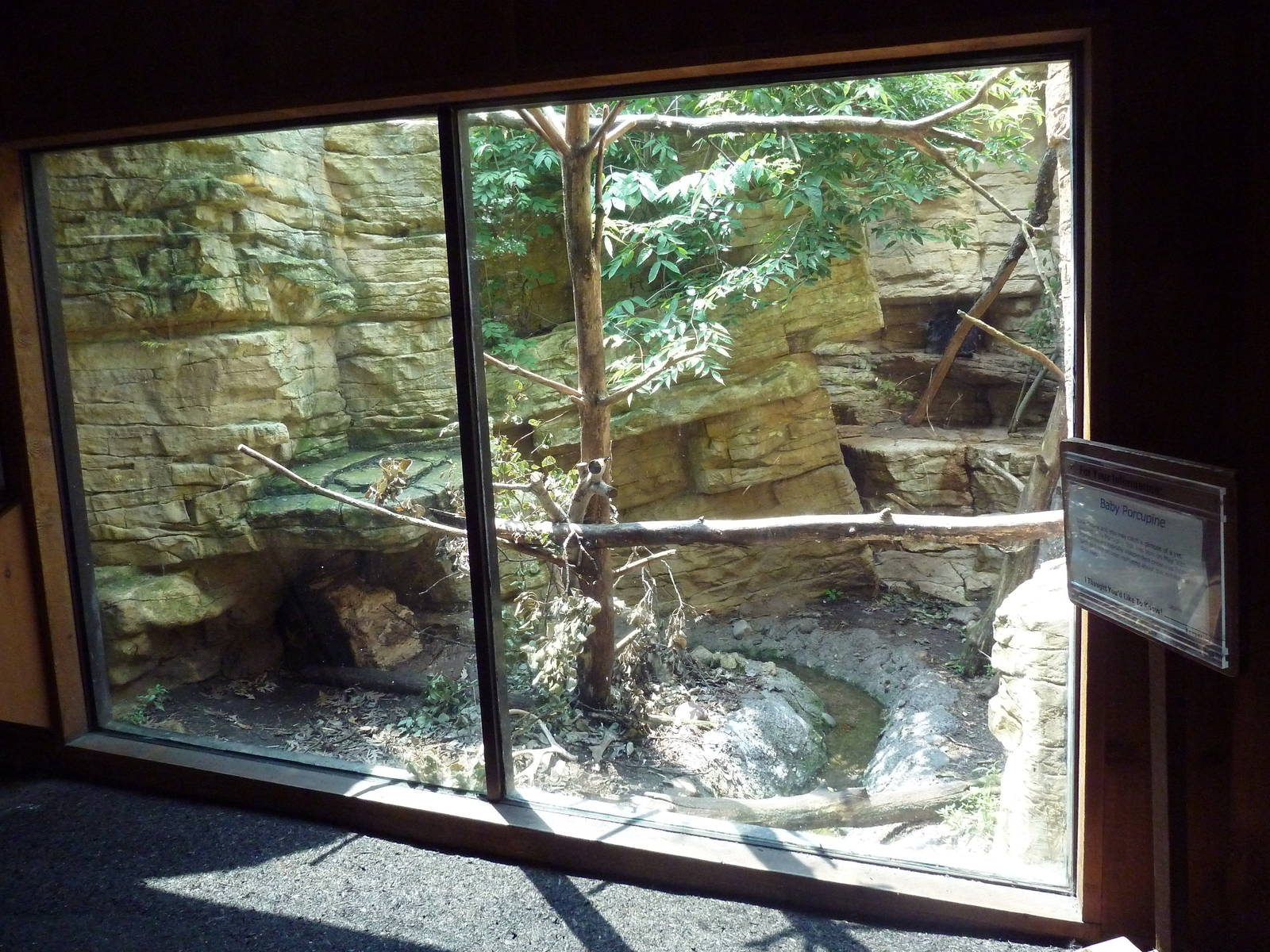 Minnesota Trail - North American Porcupine Exhibit