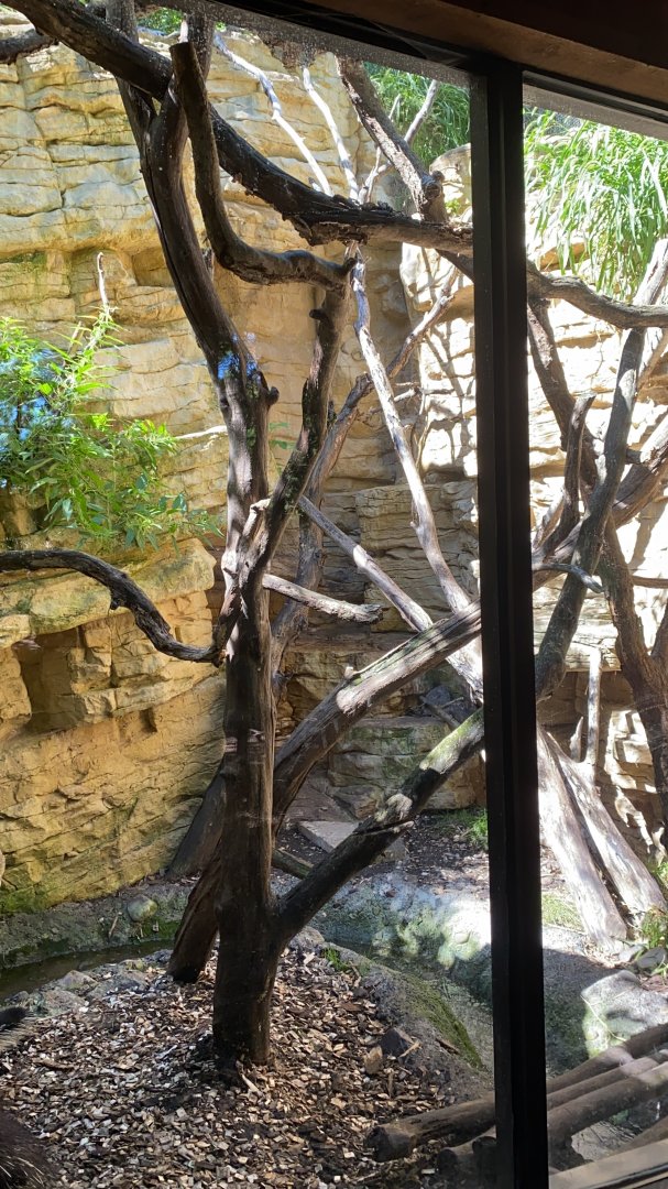 Minnesota trail- North American porcupine & great horned owl exhibit