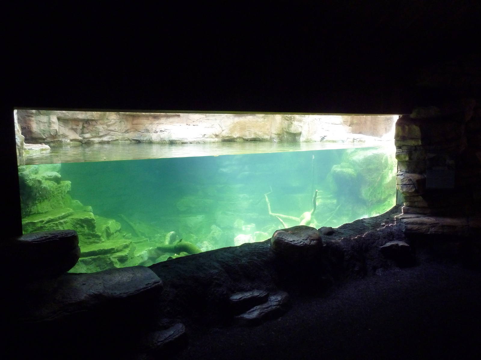 Minnesota Trail - North American River Otter Exhibit