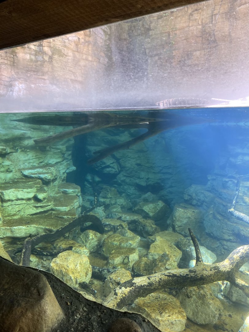 Minnesota trail- North American River otter exhibit