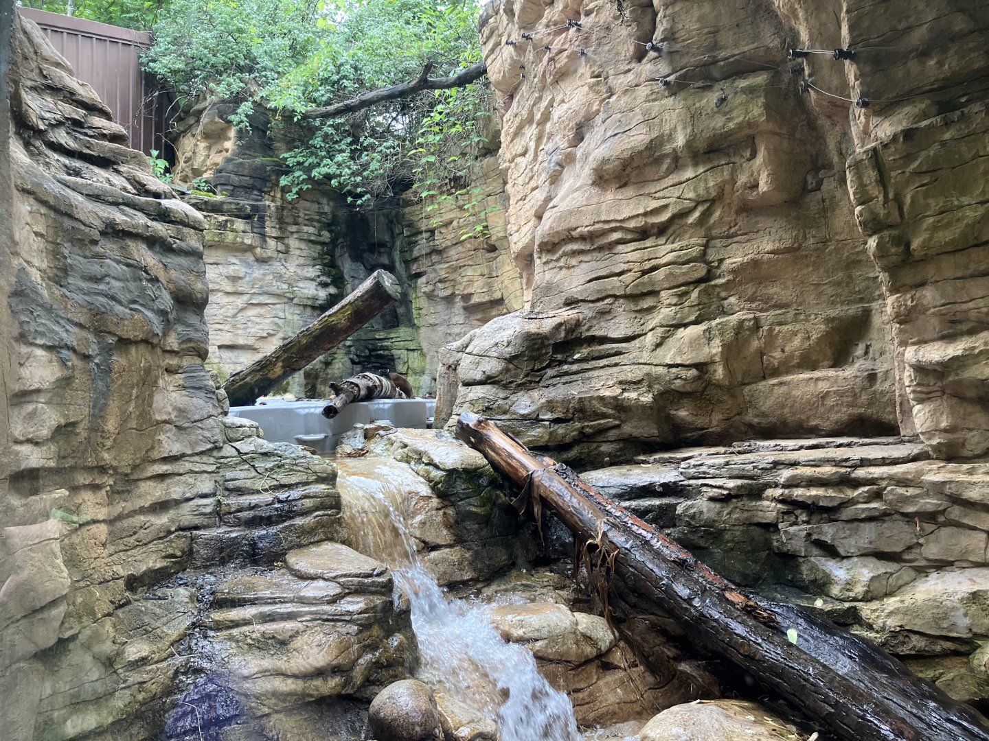Minnesota Trail - North American River Otter Exhibit