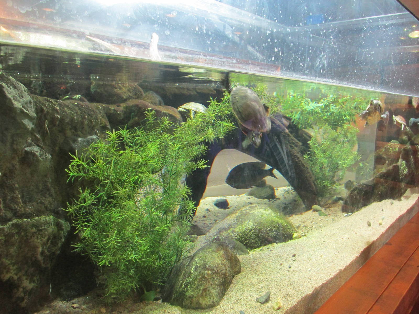 Minnesota Trail Pond Exhibit (Turtles and Perch)