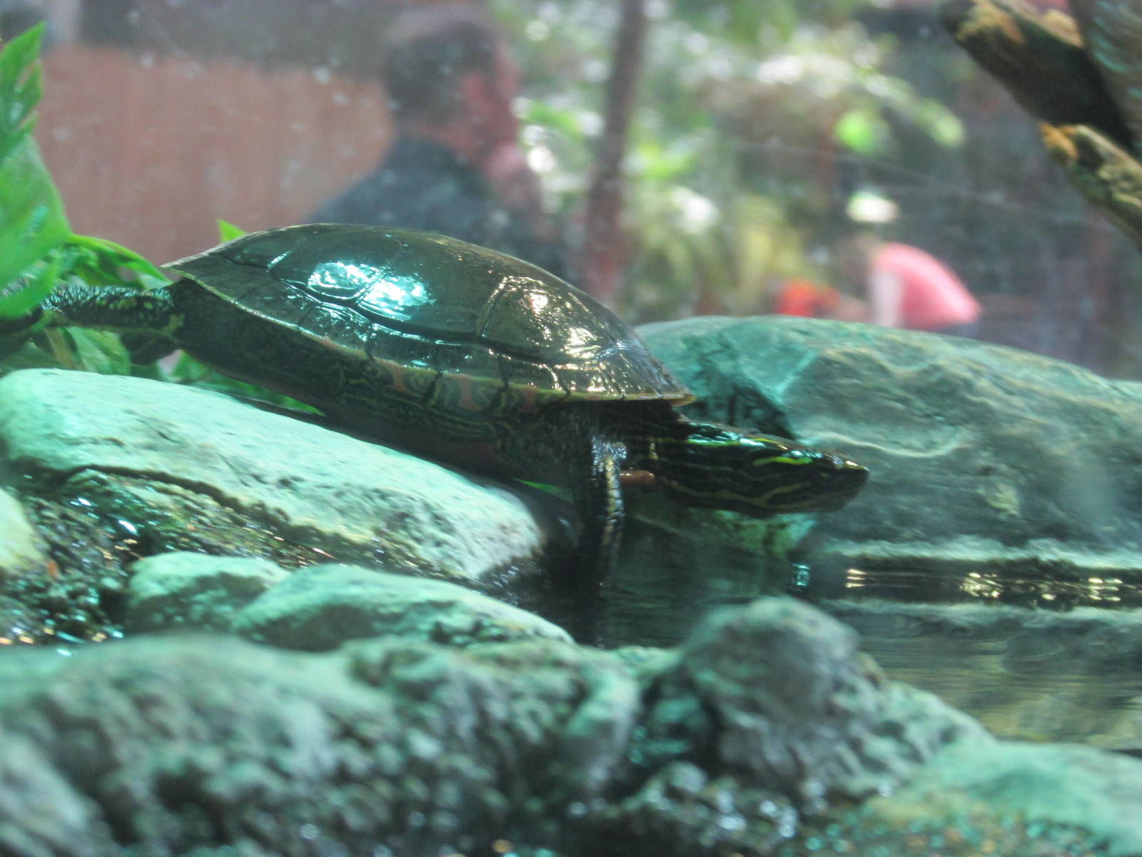 Minnesota Trail Pond Turtle