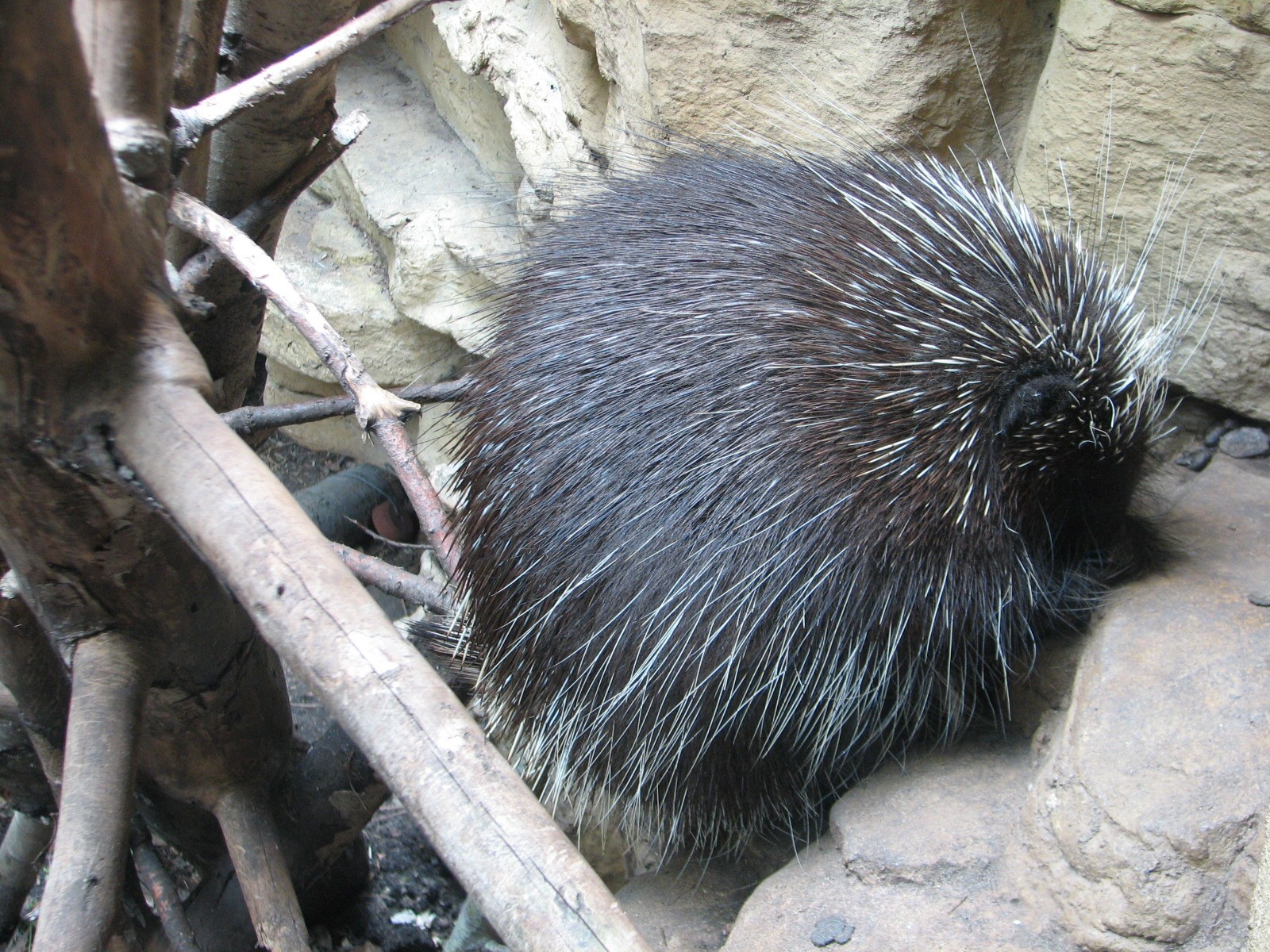 Minnesota Trail - Porcupine