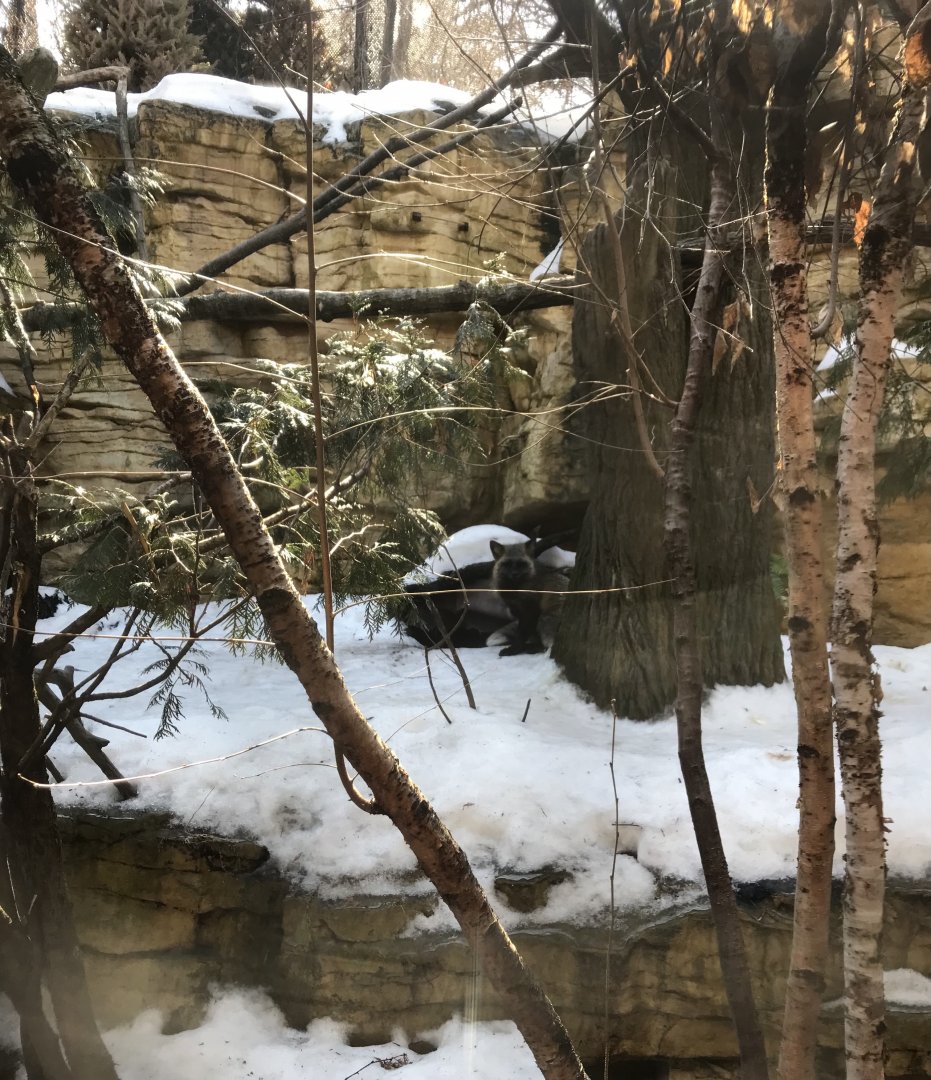 Minnesota Trail - Red Fox/Great-Horned Owl Exhibit