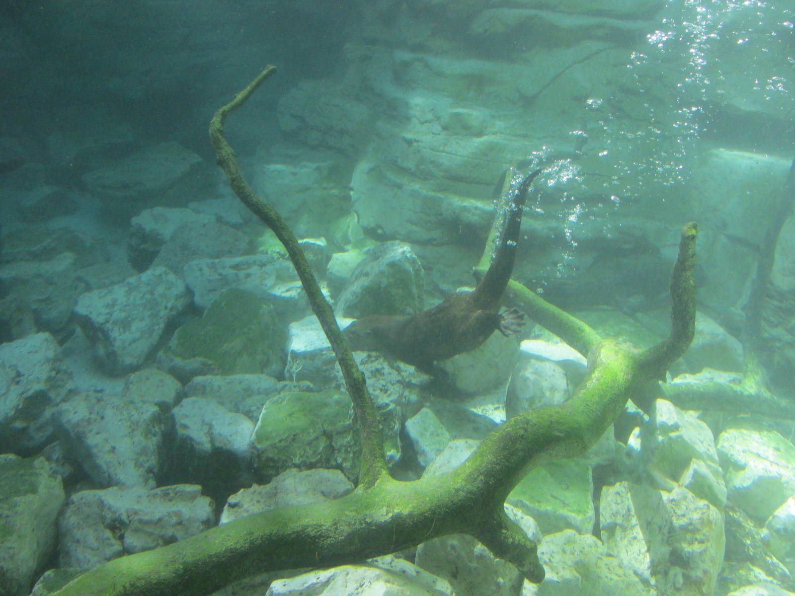 Minnesota Trail River Otter