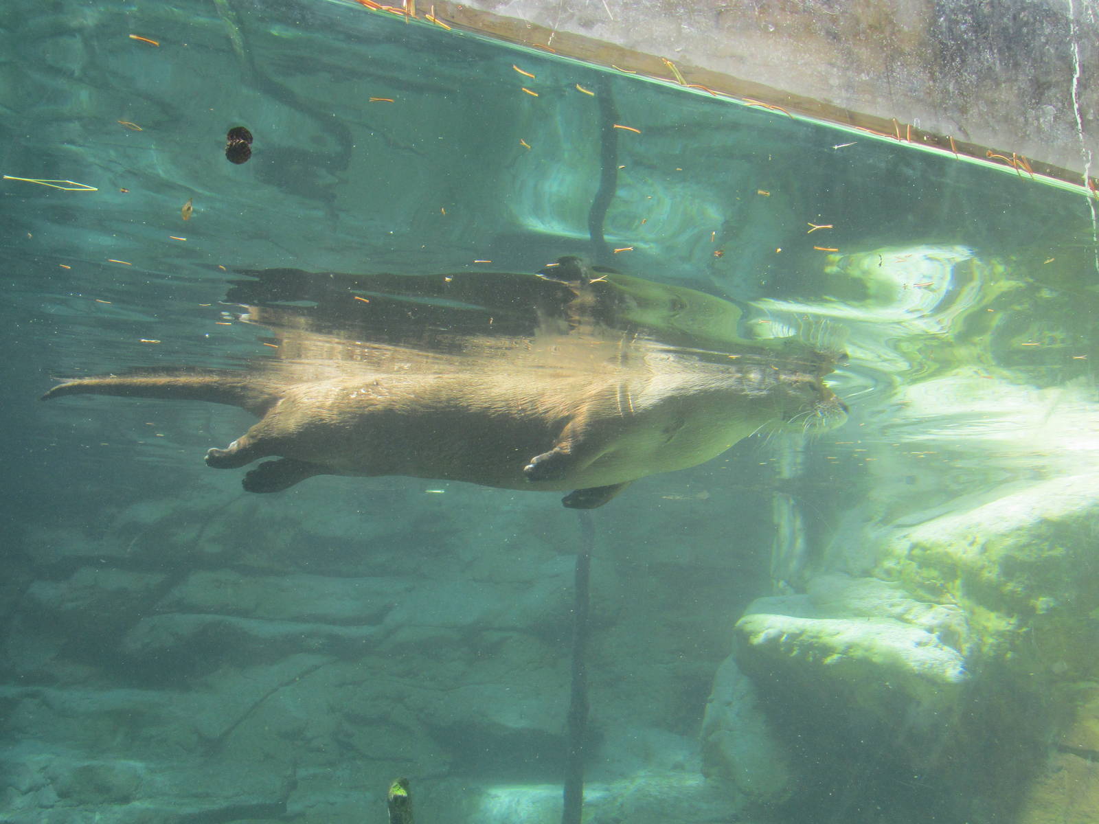 Minnesota Trail River Otter