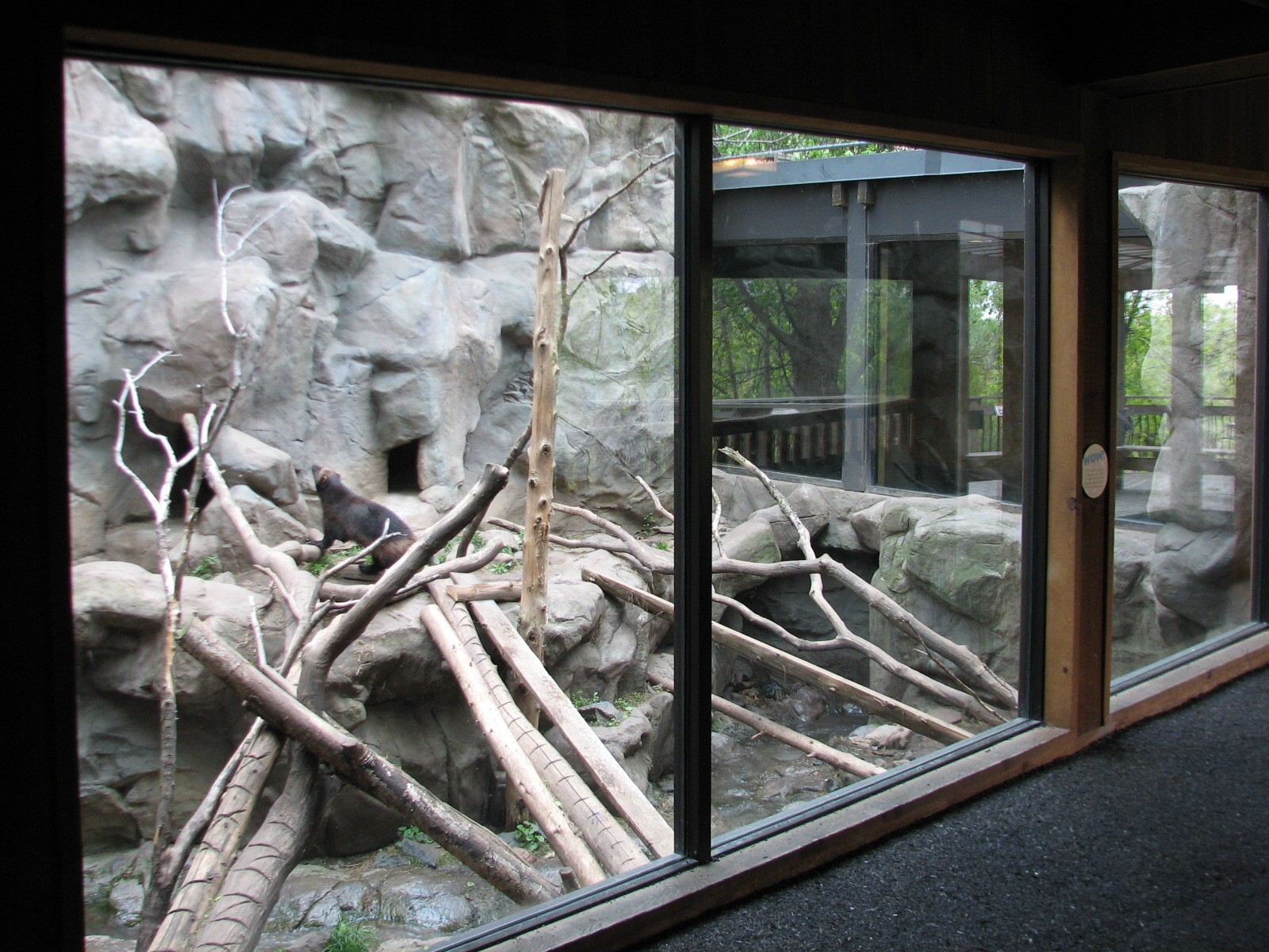 Minnesota Trail - Second Wolverine Exhibit