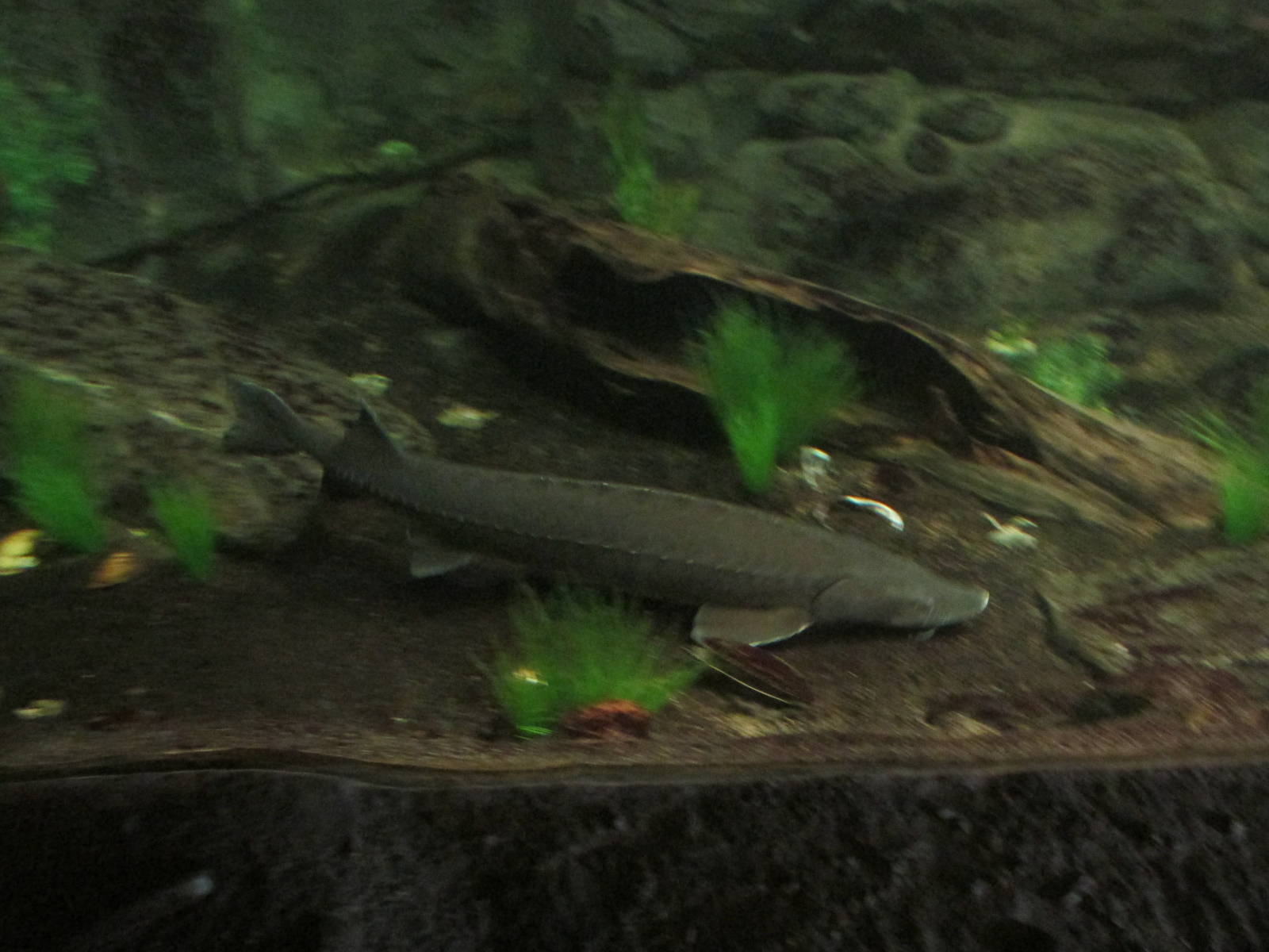 Minnesota Trail Sturgeon Exhibit