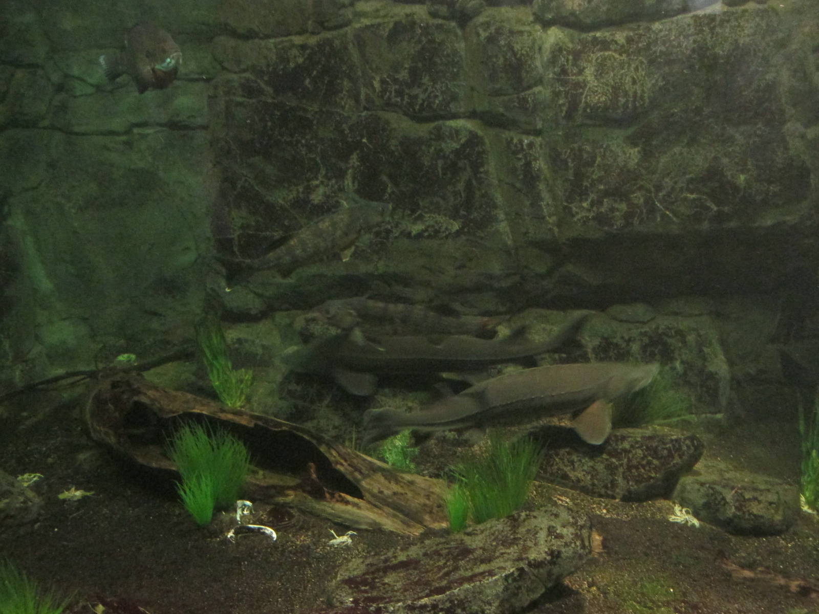 Minnesota Trail Sturgeon Exhibit