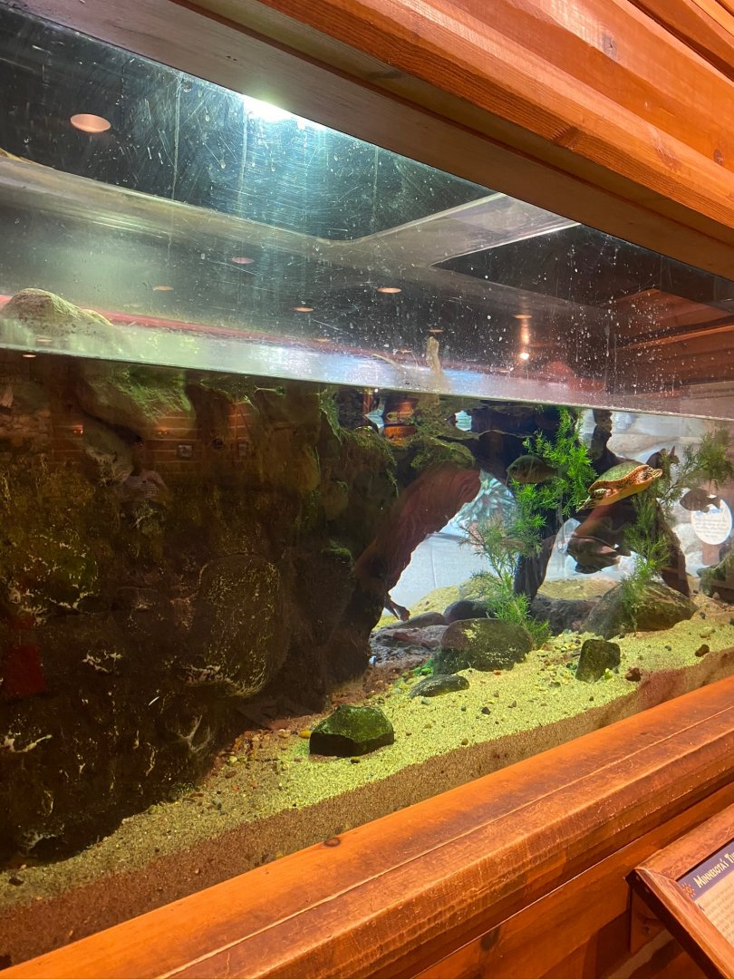 Minnesota trail- turtle exhibit