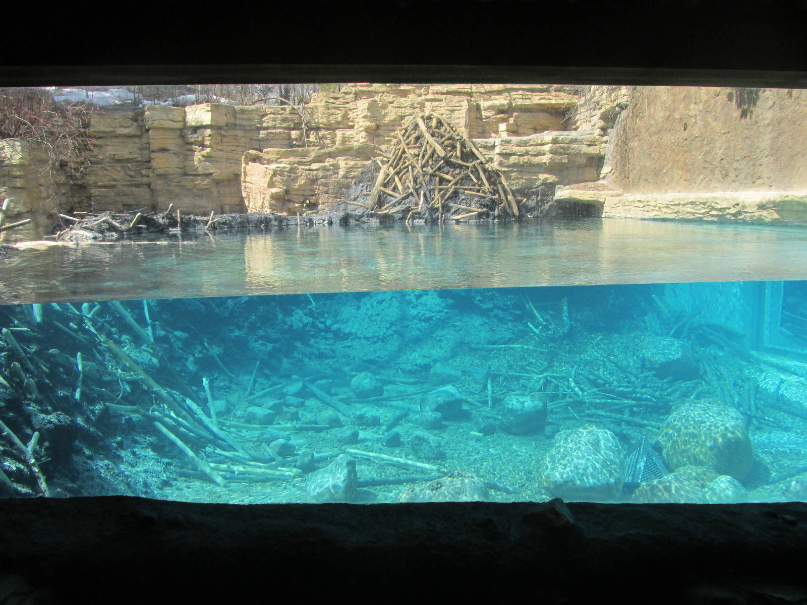 Minnesota Trail Underwater Beaver Viewing