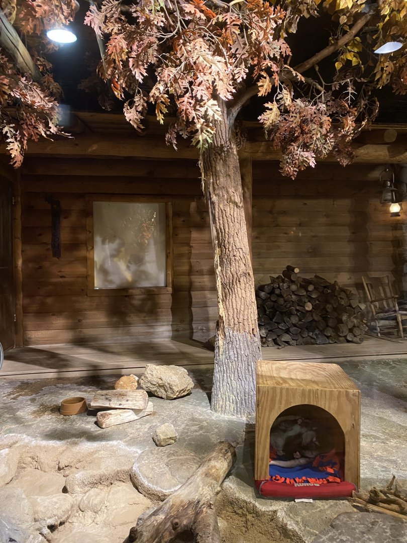 Minnesota trail- Virginia opossum exhibit