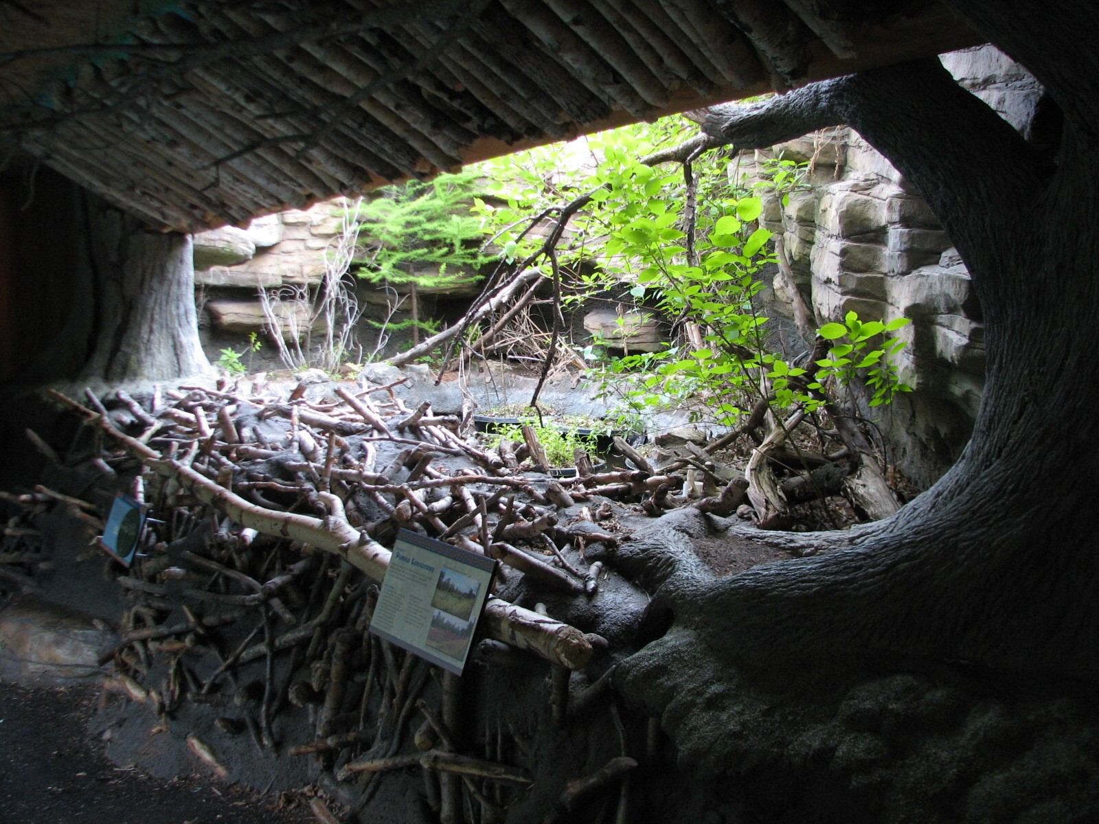 Minnesota Trail - Wetland Display