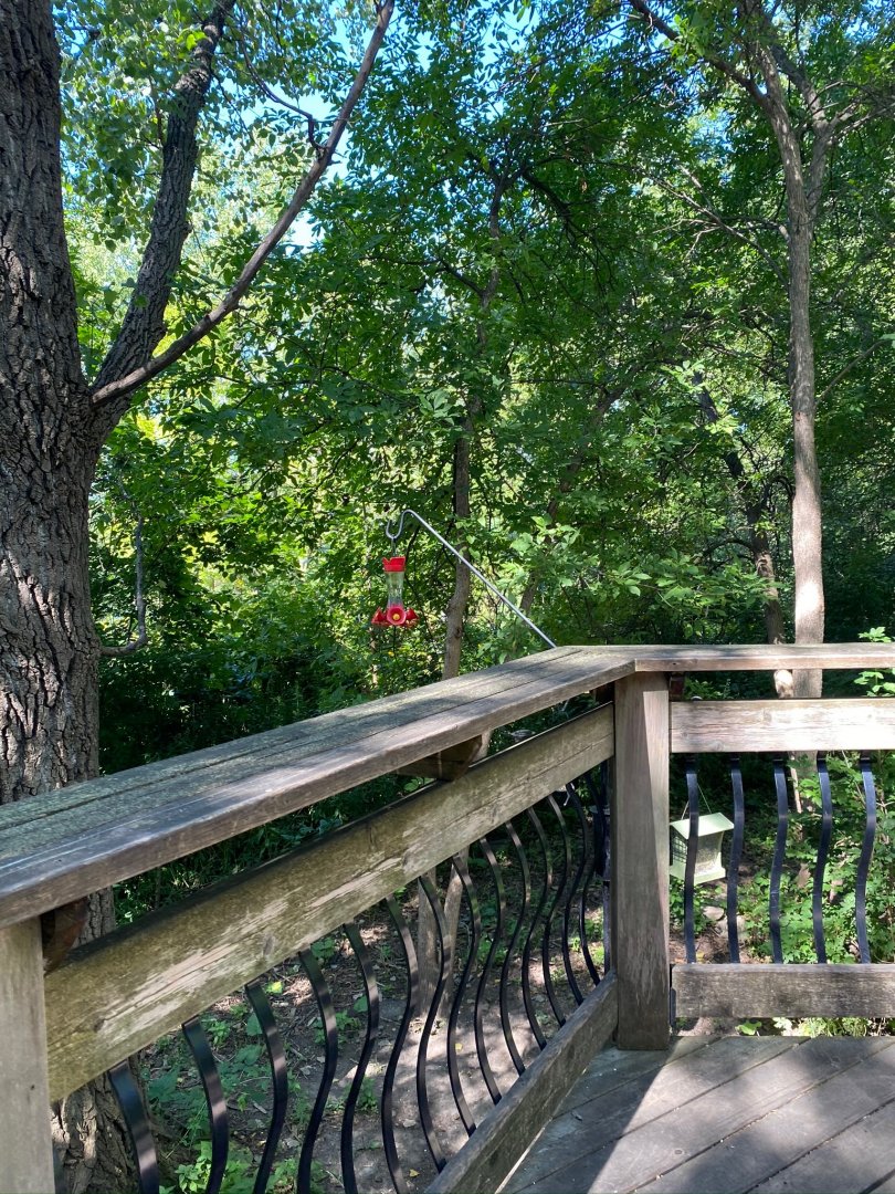 Minnesota trail- wild bird boardwalk