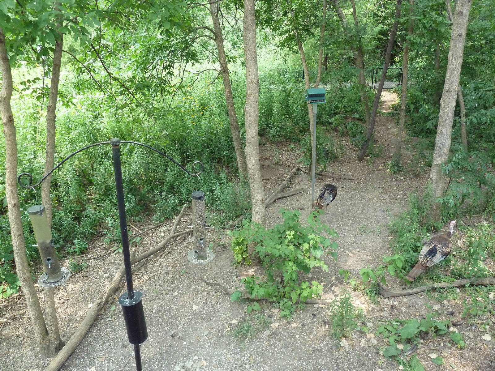 Minnesota Trail - Wild Turkey + Native Birds Area