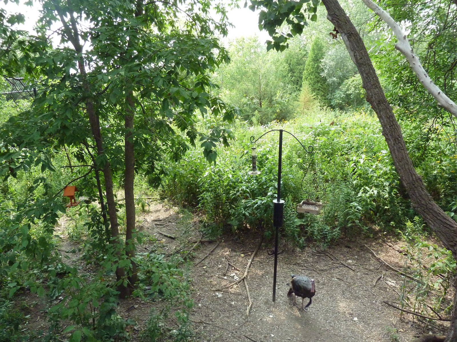 Minnesota Trail - Wild Turkey + Native Birds Area