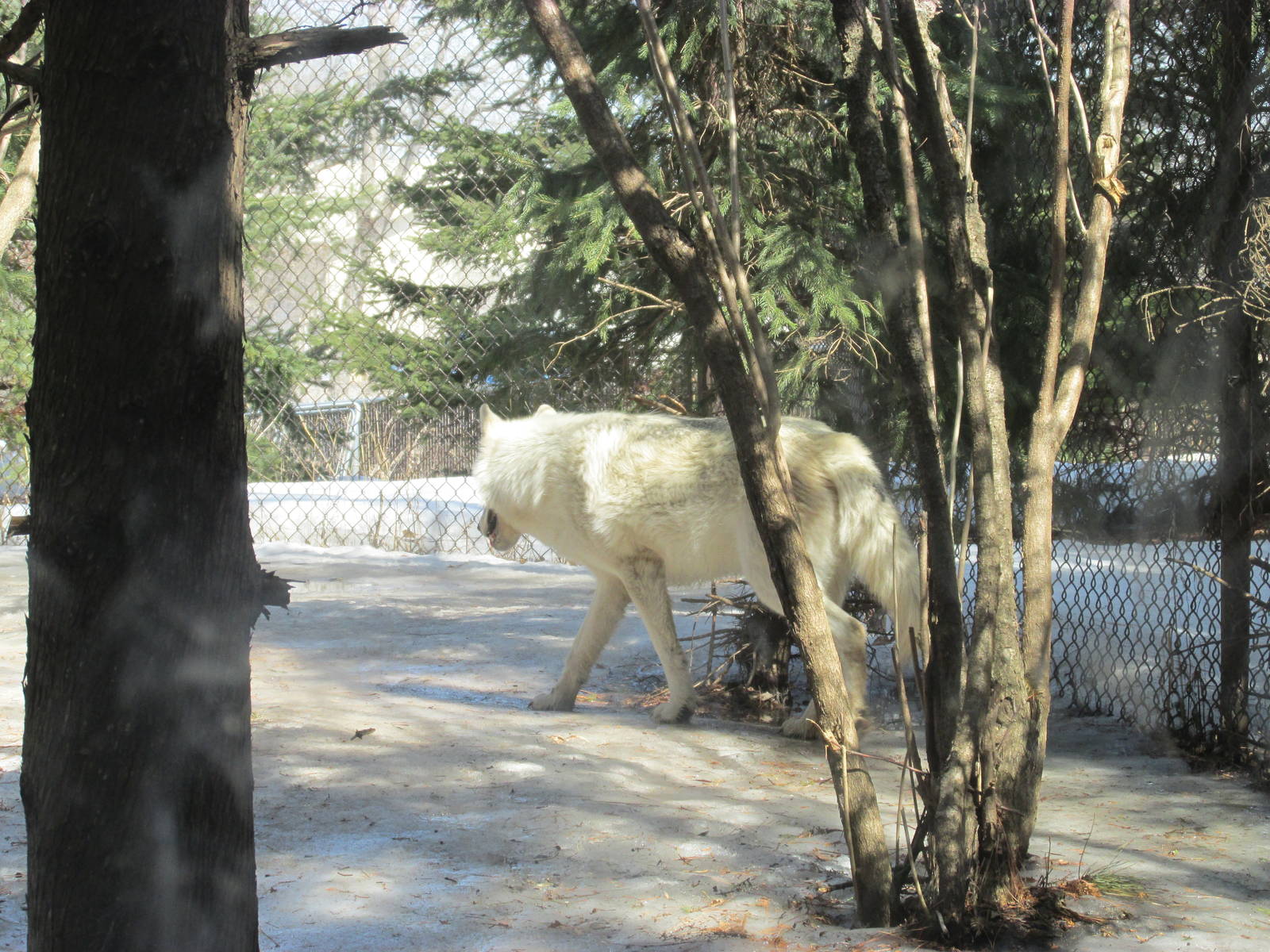 Minnesota Trail Wolf
