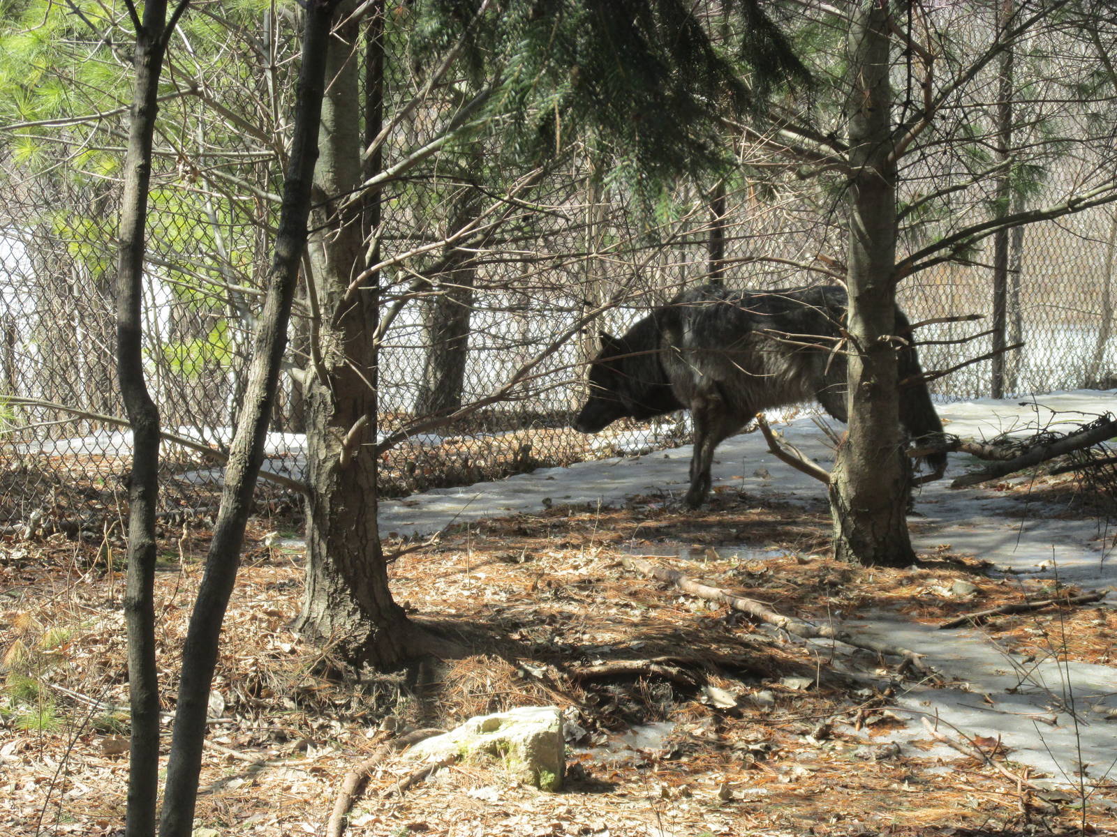 Minnesota Trail Wolf