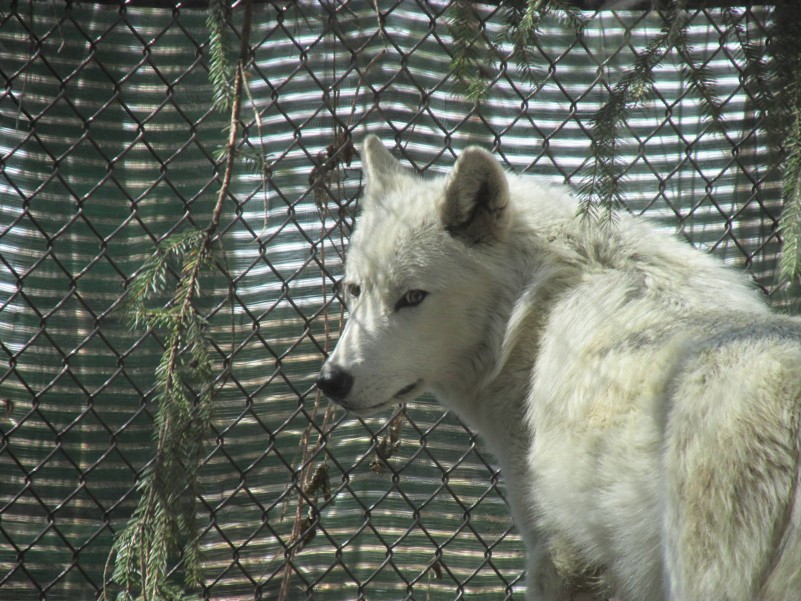 Minnesota Trail Wolf
