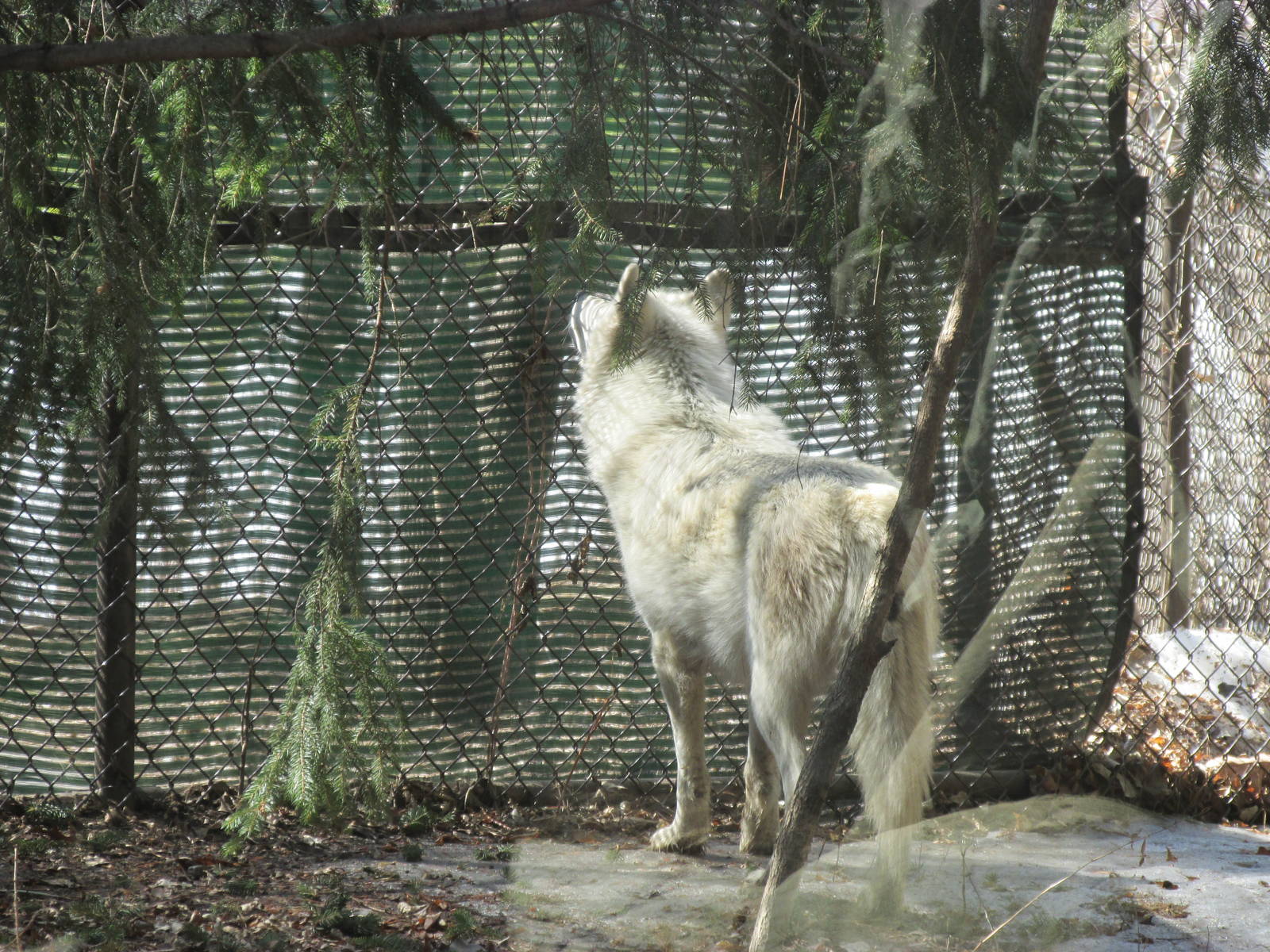 Minnesota Trail Wolf