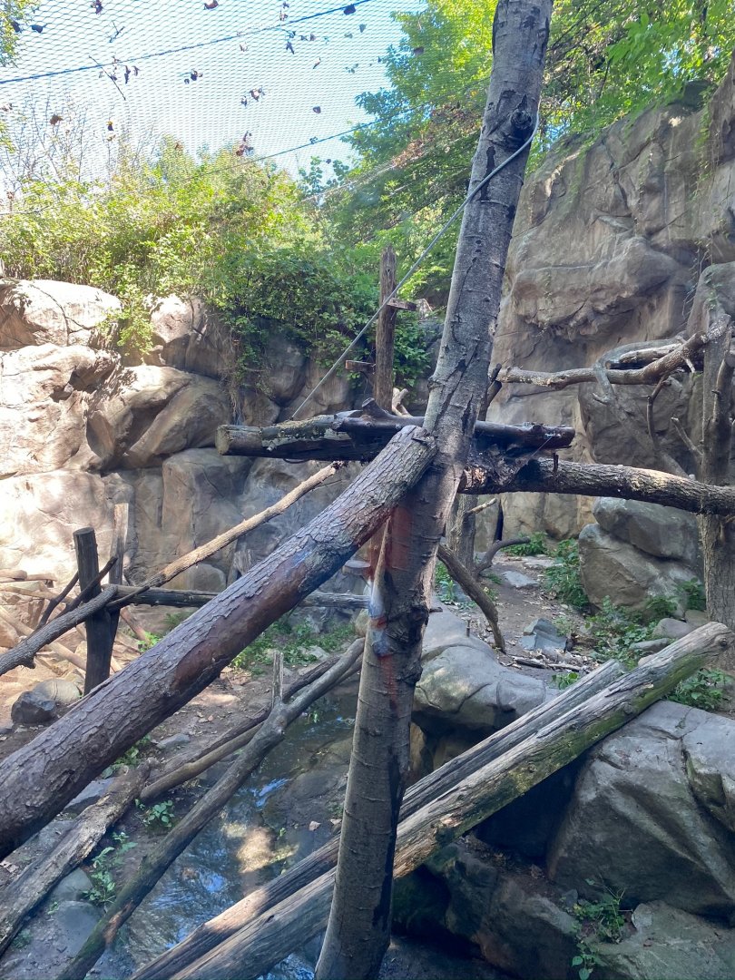 Minnesota trail- wolverine exhibit #1