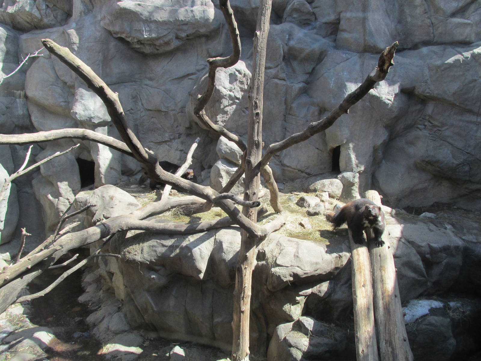 Minnesota Trail Wolverine Exhibit