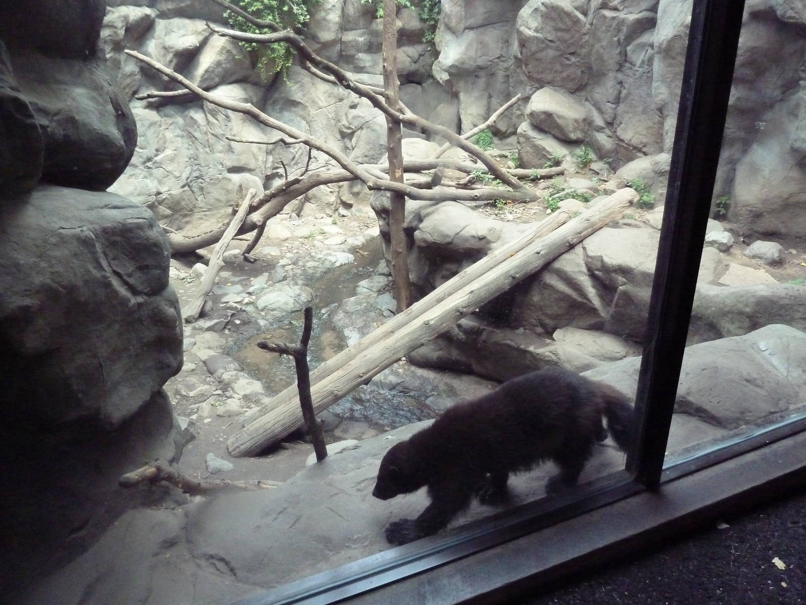 Minnesota Trail - Wolverine Exhibit