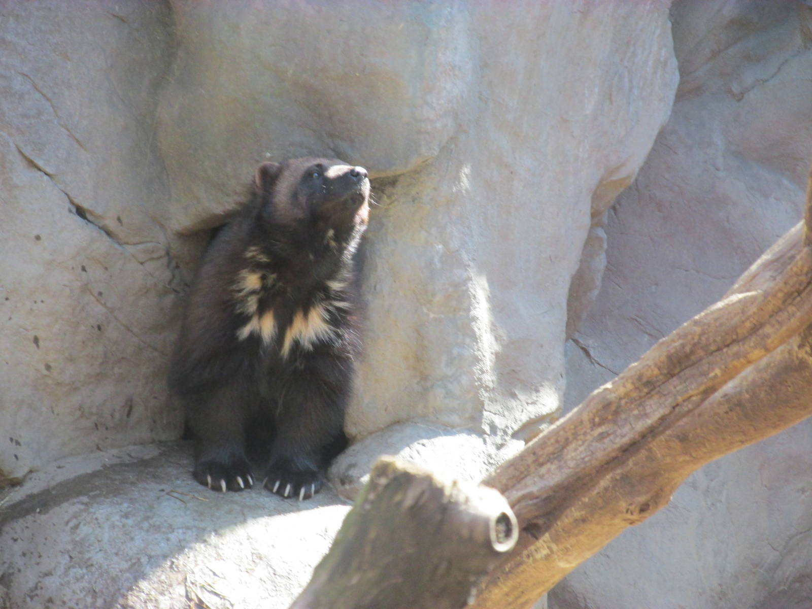 Minnesota Trail Wolverine