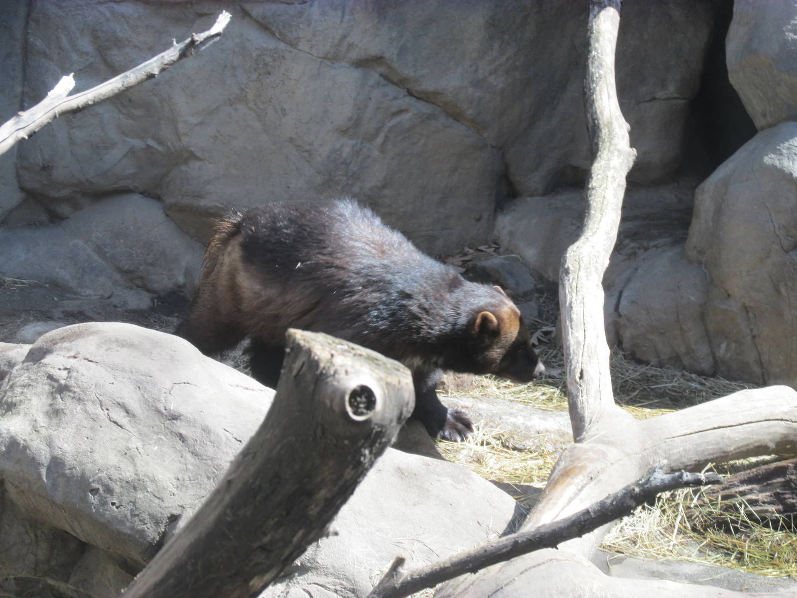 Minnesota Trail Wolverine