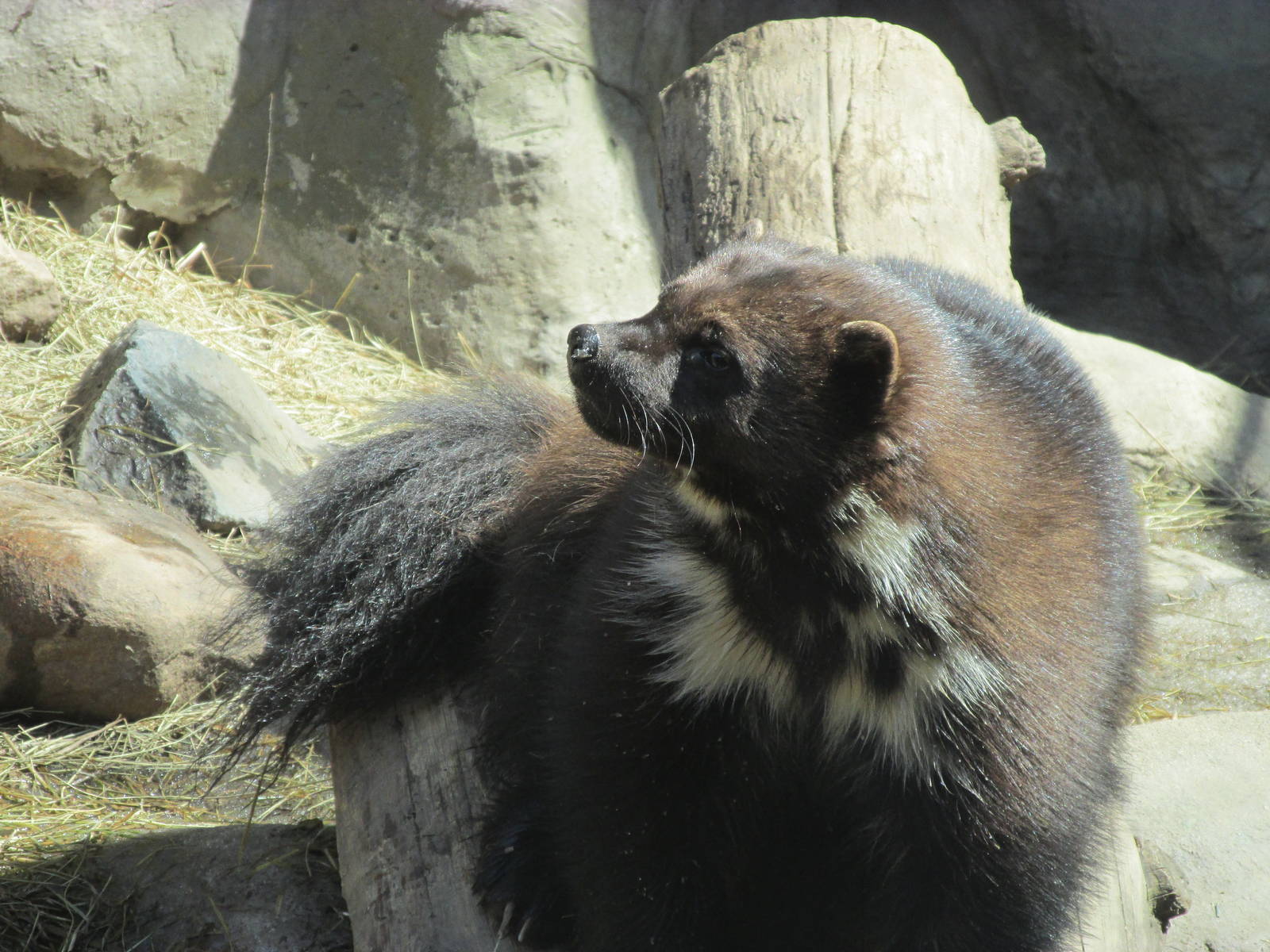 Minnesota Trail Wolverine