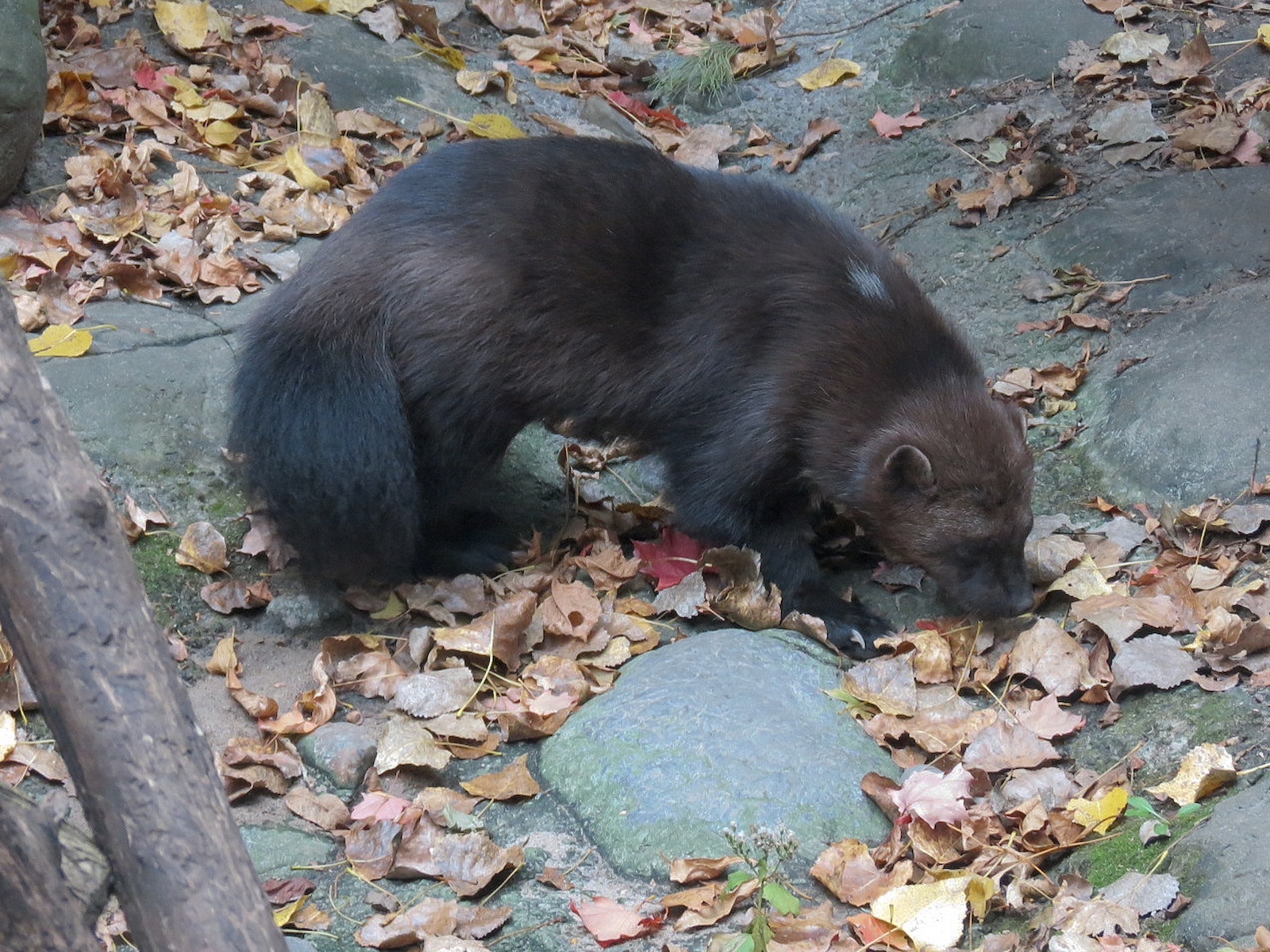 Minnesota Trail - Wolverine
