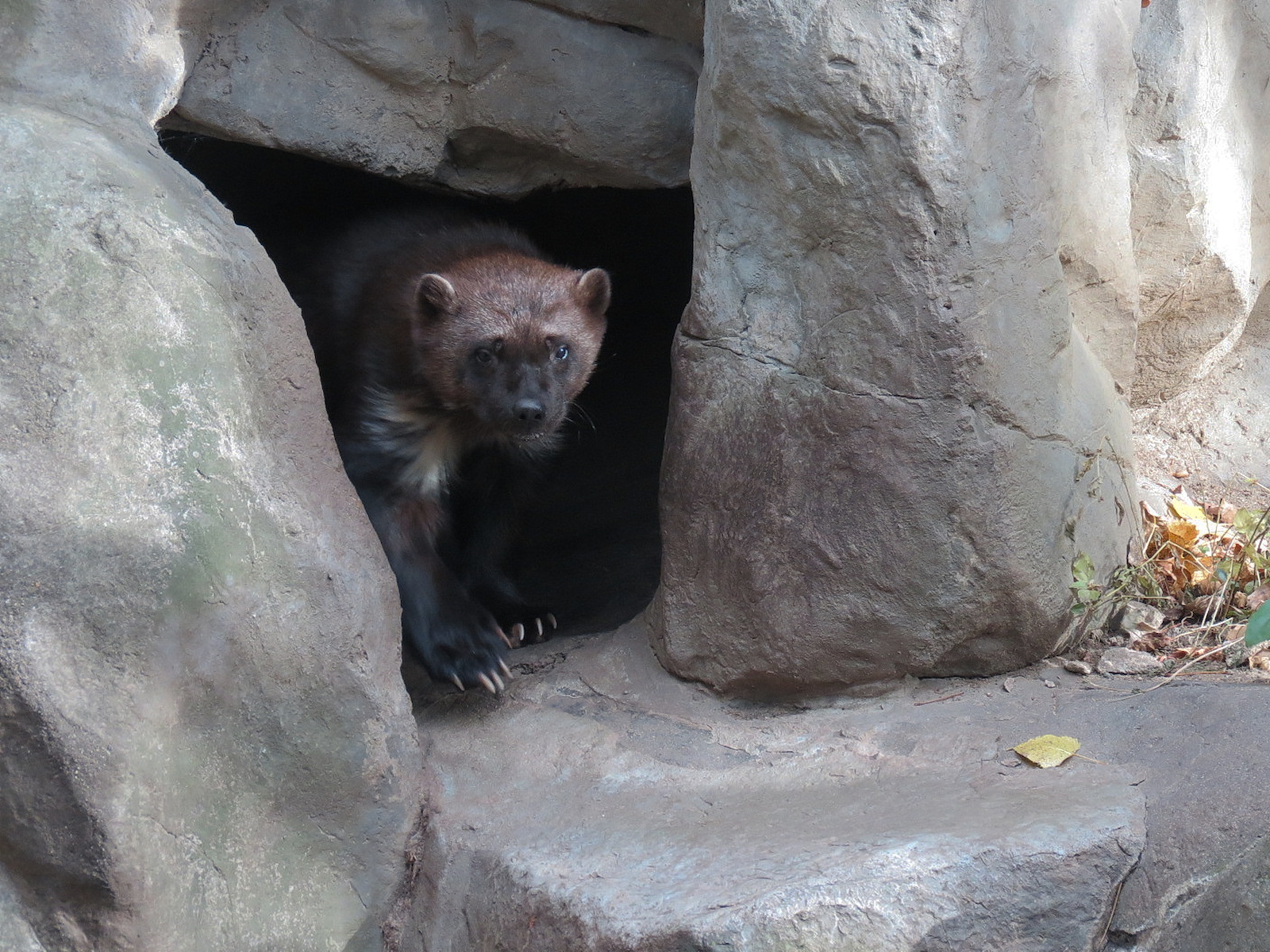 Minnesota Trail - Wolverine