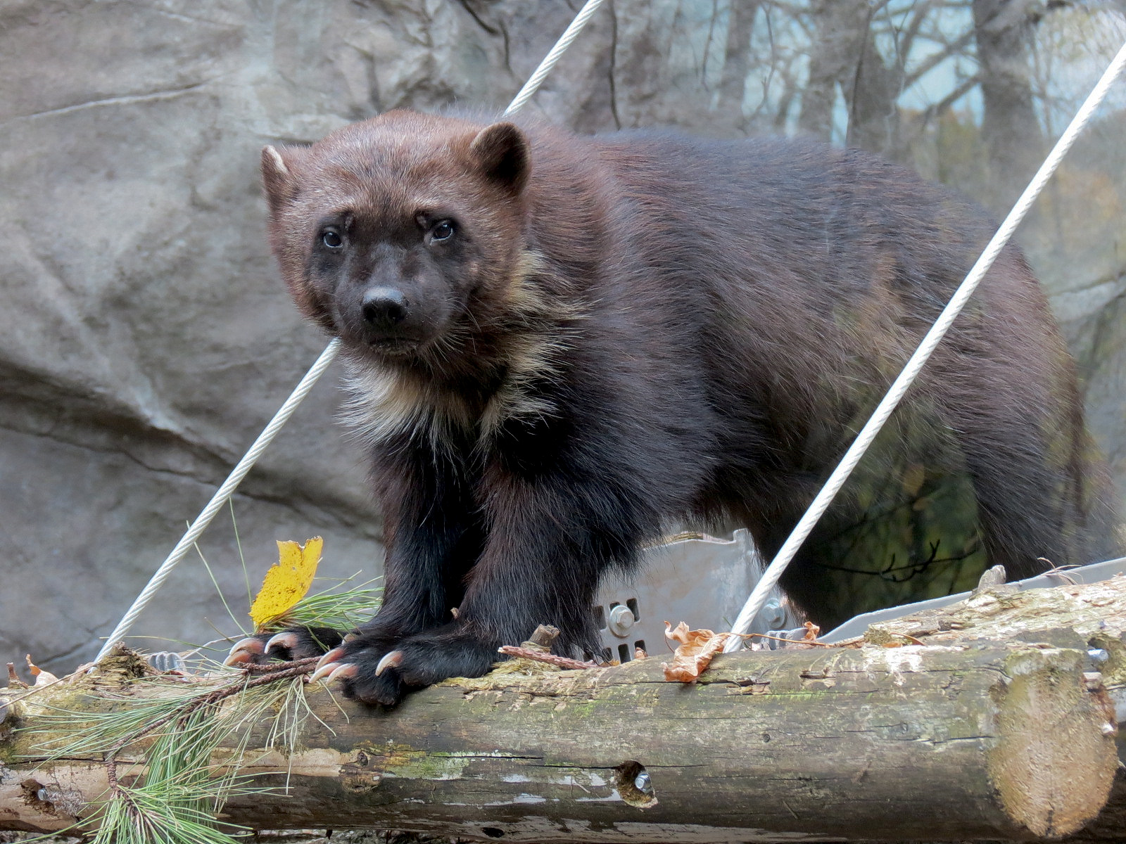 Minnesota Trail - Wolverine