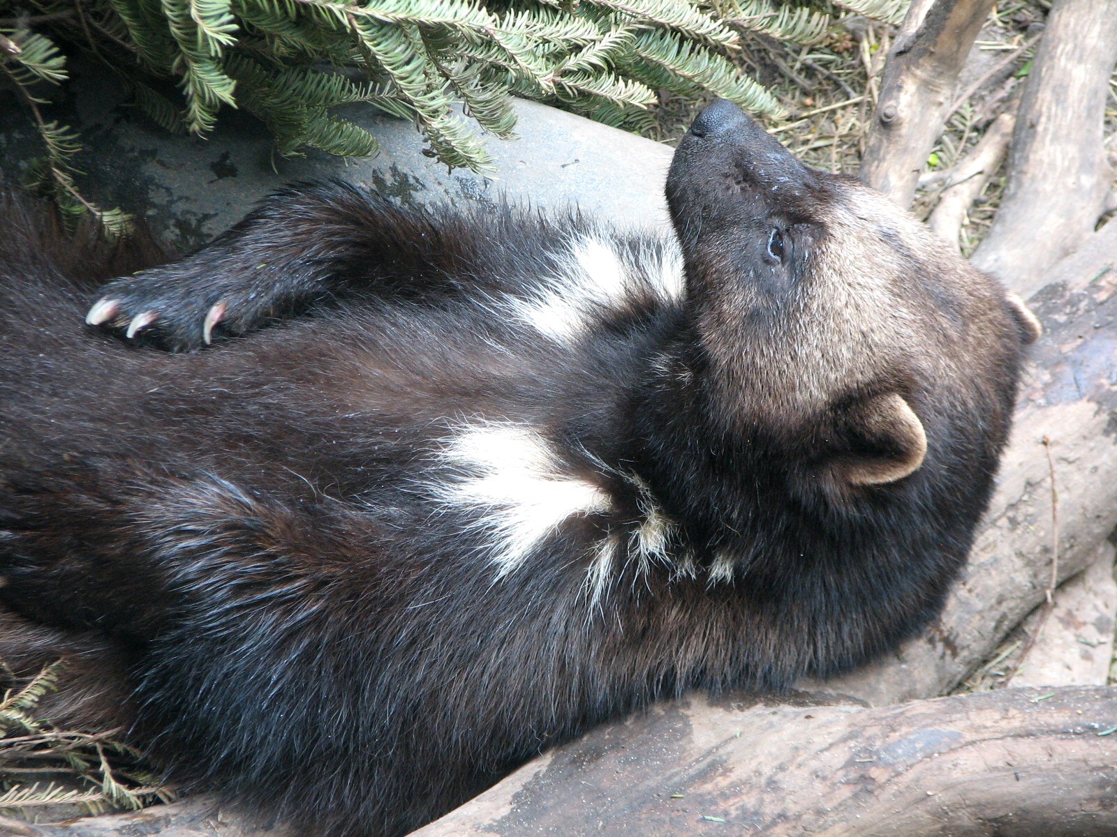 Minnesota Trail - Wolverine