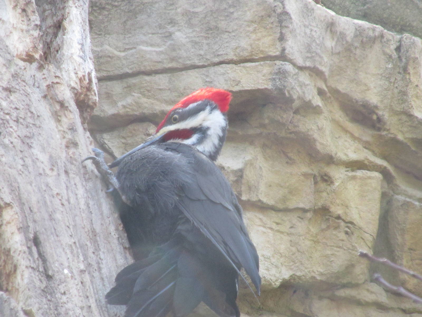 Minnesota Trail Woodpecker