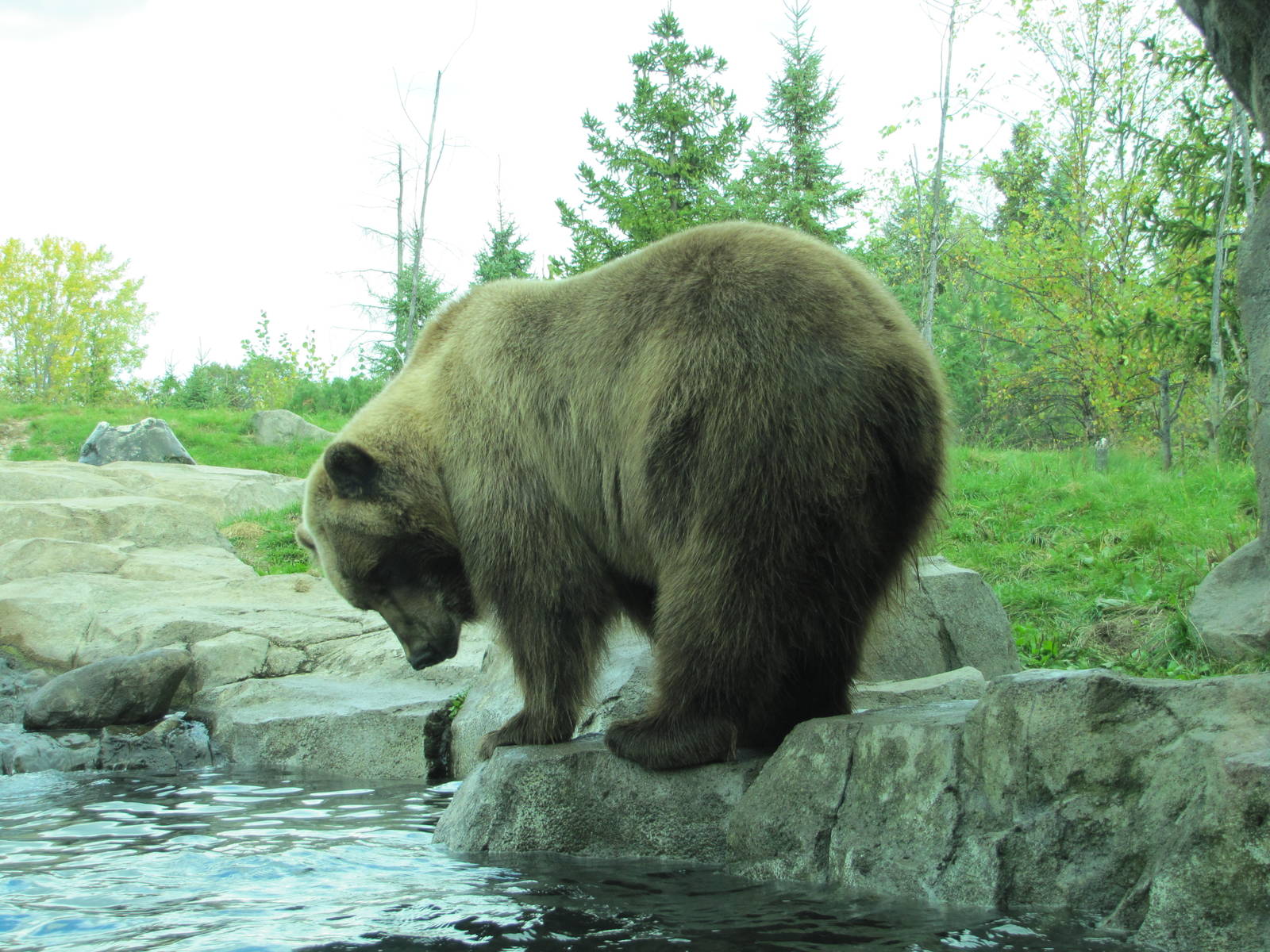 Minnesota Zoo 2010 - Alaskan Brown Bear in Grizzly Coast