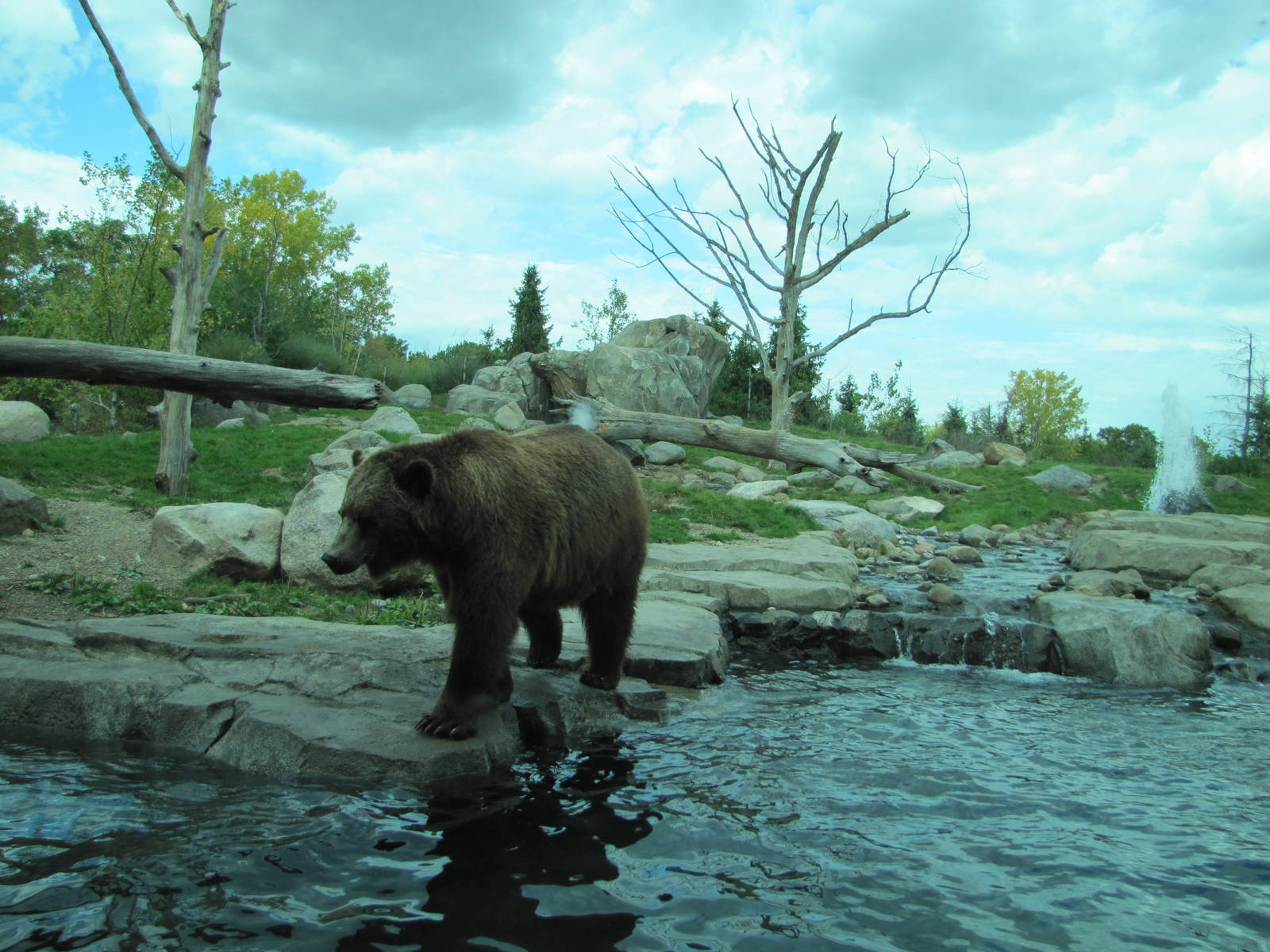 Minnesota Zoo 2010 - Alaskan Brown Bear in Grizzly Coast