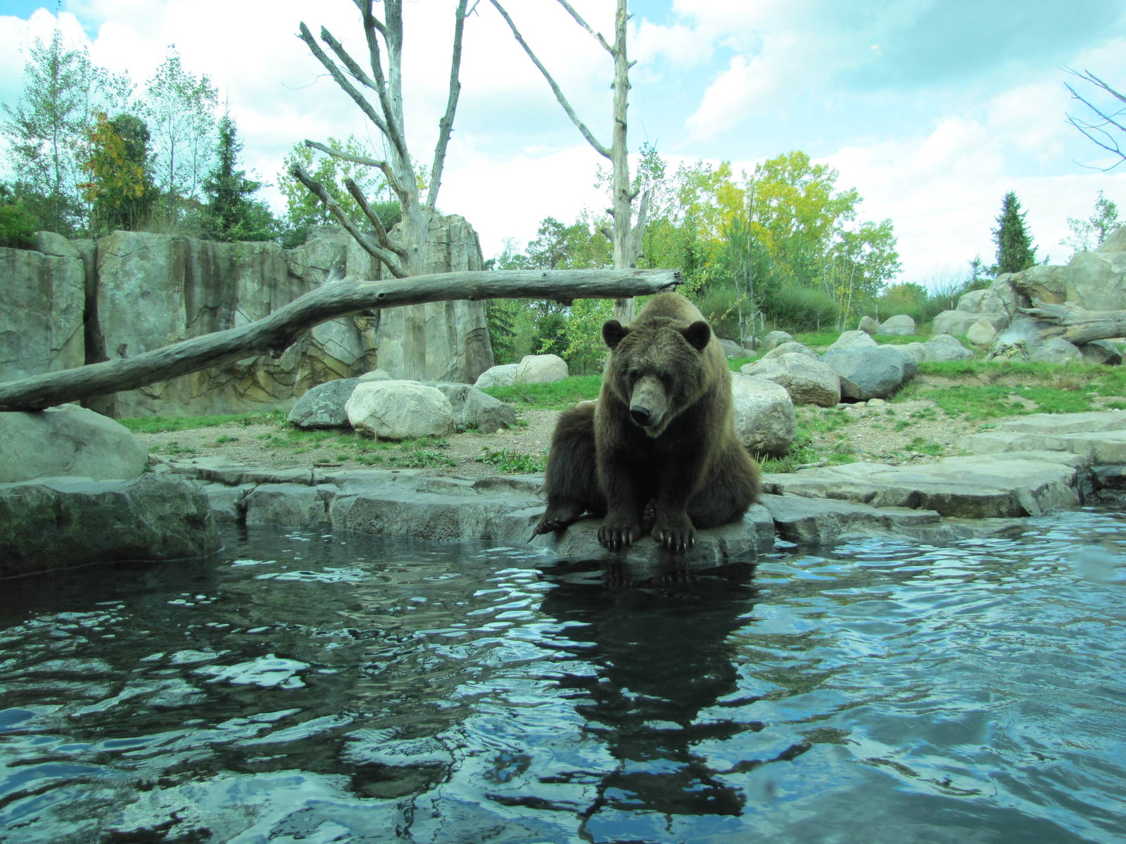 Minnesota Zoo 2010 - Alaskan Brown Bear in Grizzly Coast