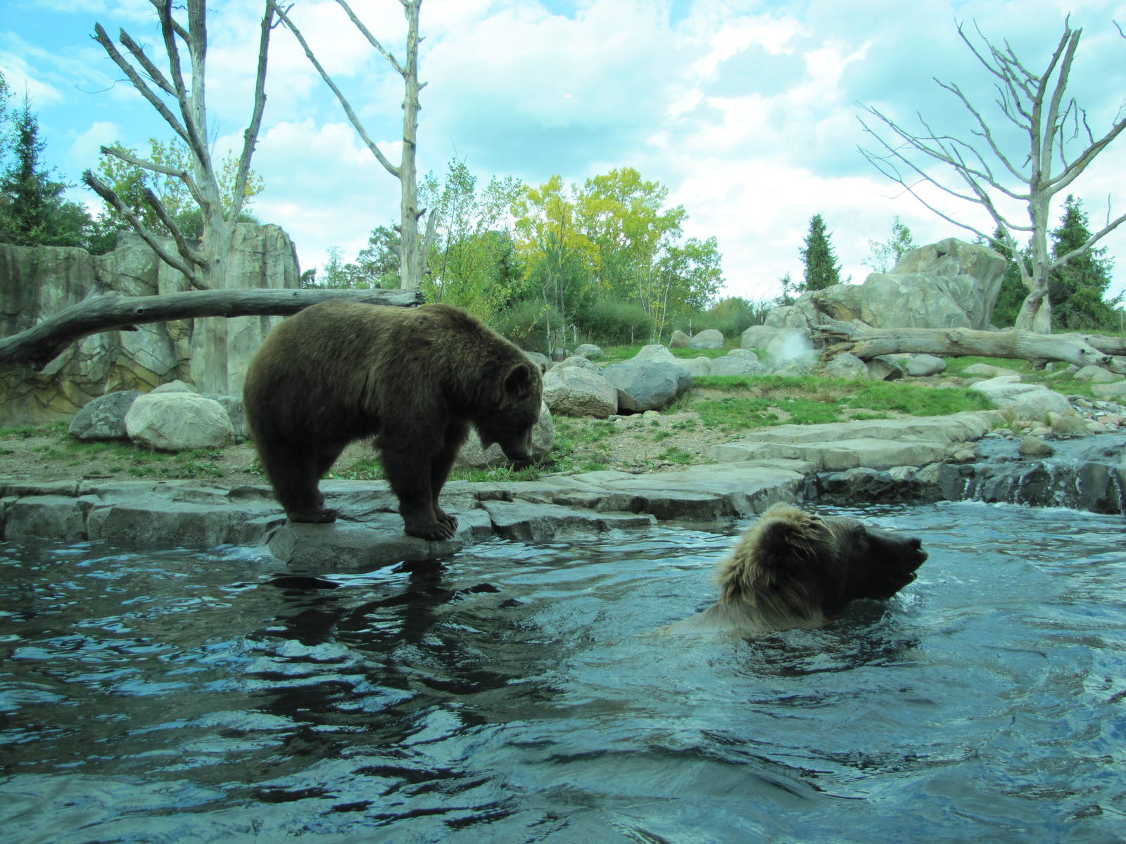 Minnesota Zoo 2010 - Alaskan Brown Bears in Grizzly Coast