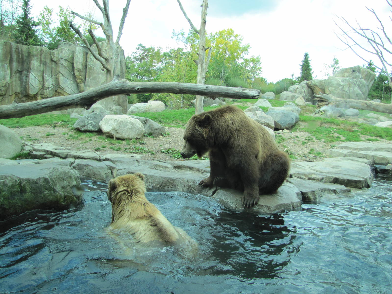 Minnesota Zoo 2010 - Alaskan Brown Bears in Grizzly Coast
