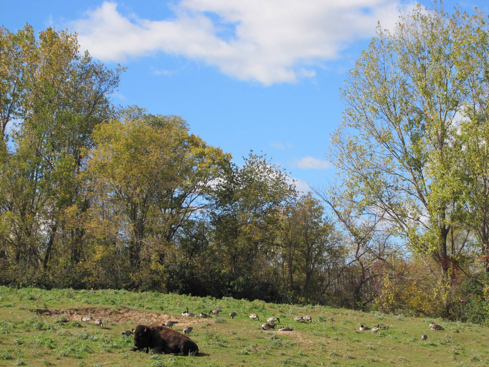 Minnesota Zoo 2010 - American Bison and Canada Geese