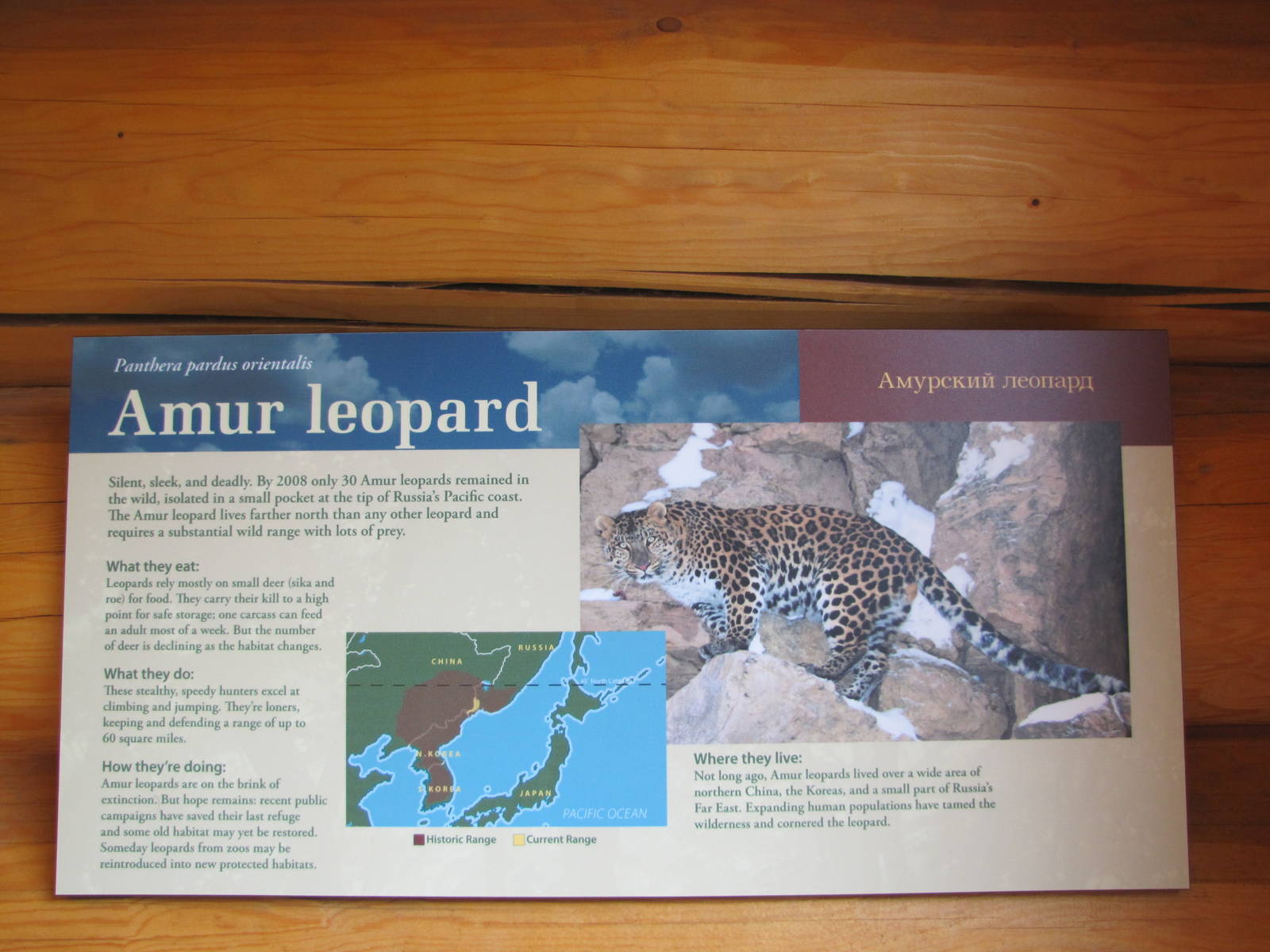 Minnesota Zoo 2010 - Amur Leopard exhibit signage