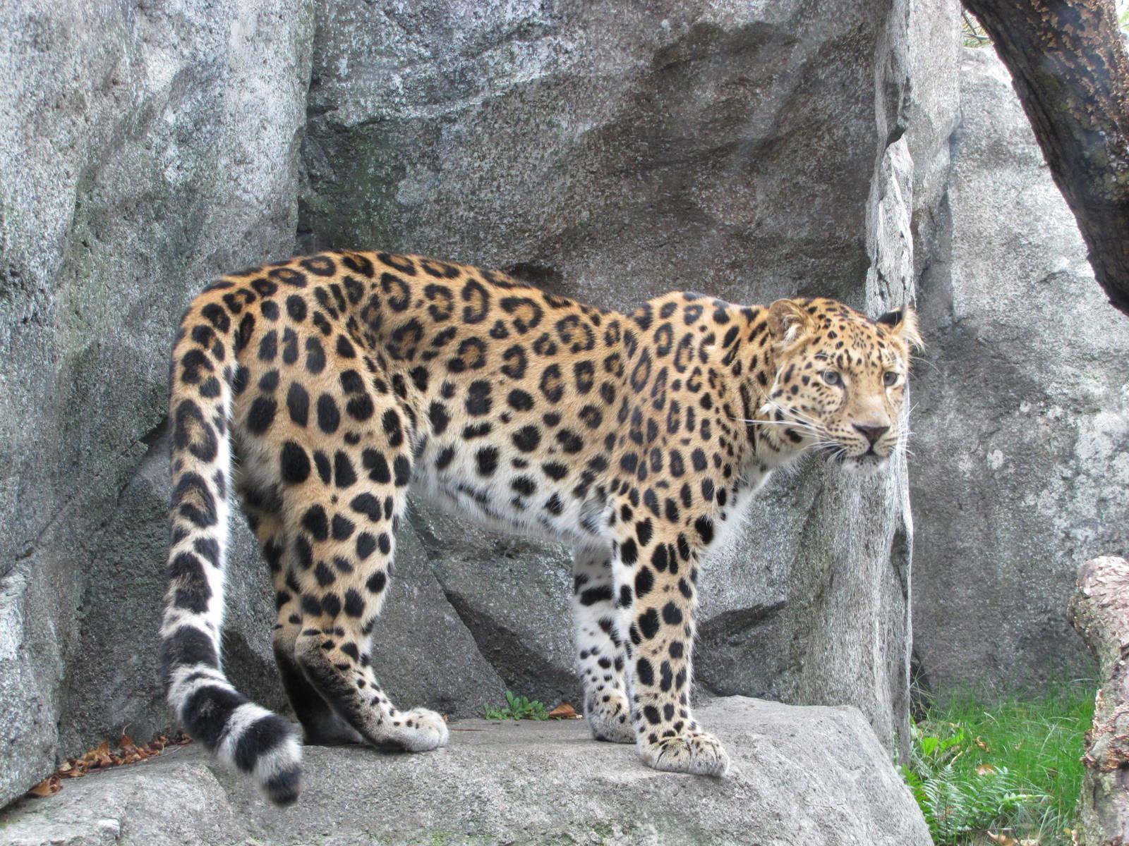 Minnesota Zoo 2010 - Amur Leopard