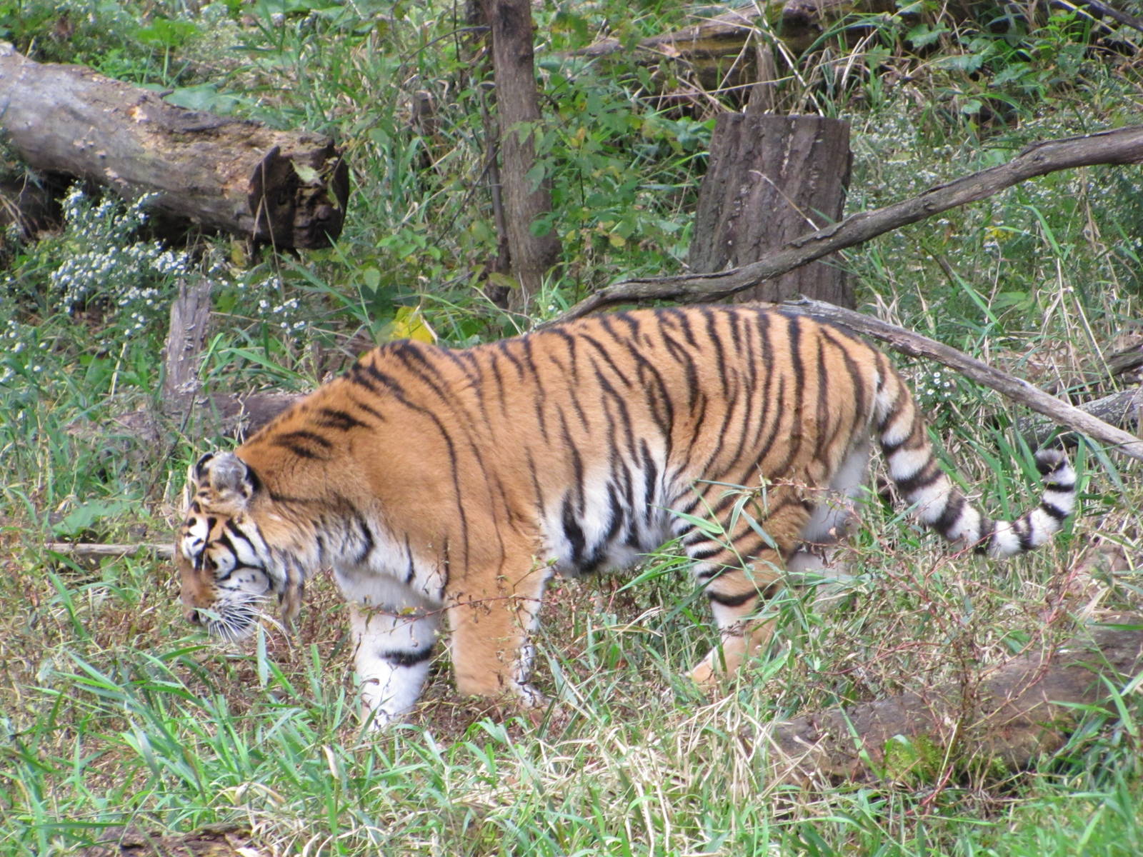 Minnesota Zoo 2010 - Amur Tiger